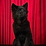 alert, animal, black_dog, canine, closeup, curtain, cute, dark_surface, dog, domestic_animal, ears_up, fluffy, fur, indoor, looking_up, pet, portrait, red_background, sitting, studio