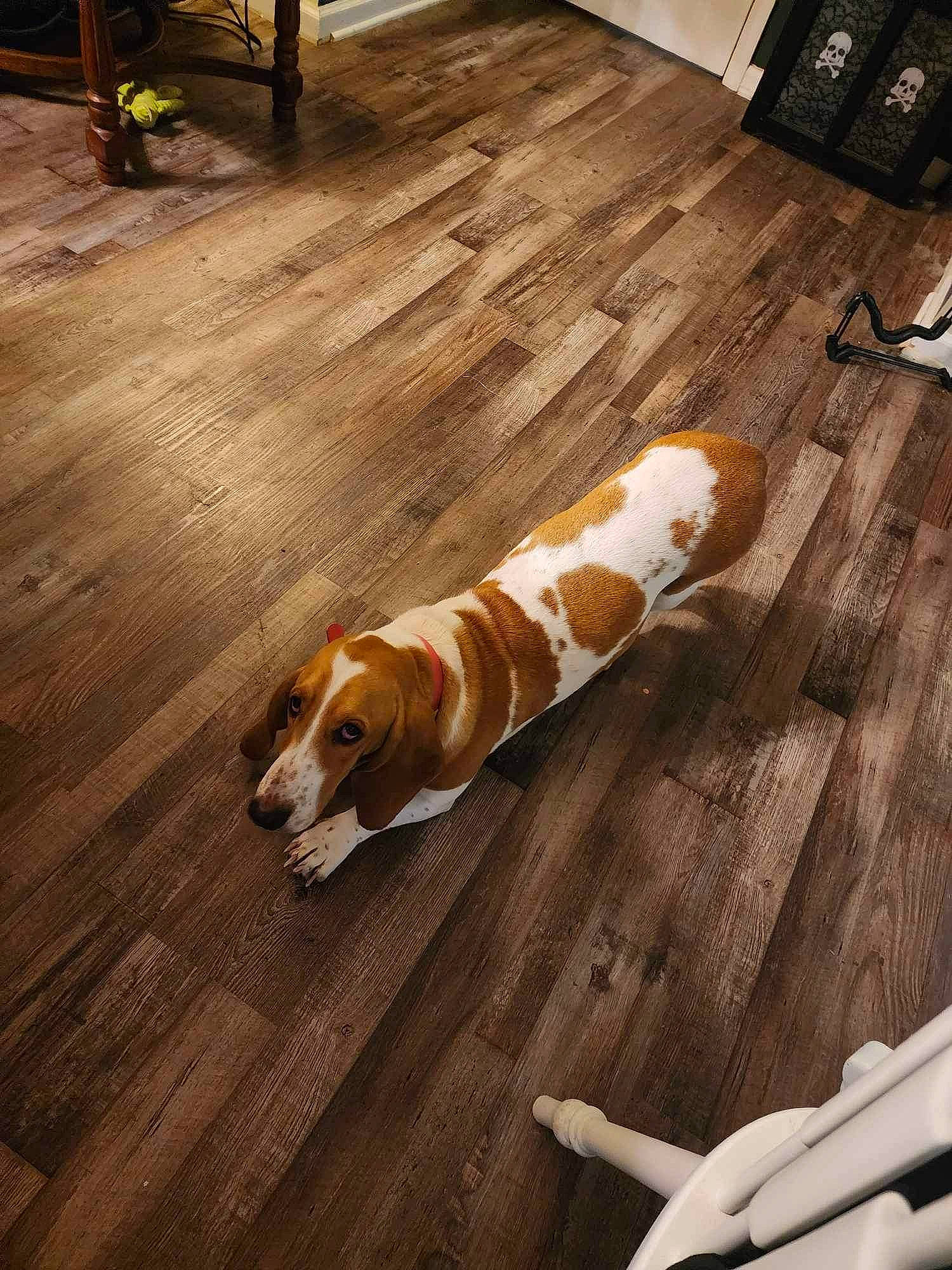 Dolly joined the competition — help win amazing prizes! carnivore, companion_dog, corgi_chihuahua, dog, dog_breed, floor, flooring, gun_dog, hardwood, hound, laminate_flooring, plank, plywood, scent_hound, sporting_group, tail, varnish, wood, wood_flooring, wood_stain