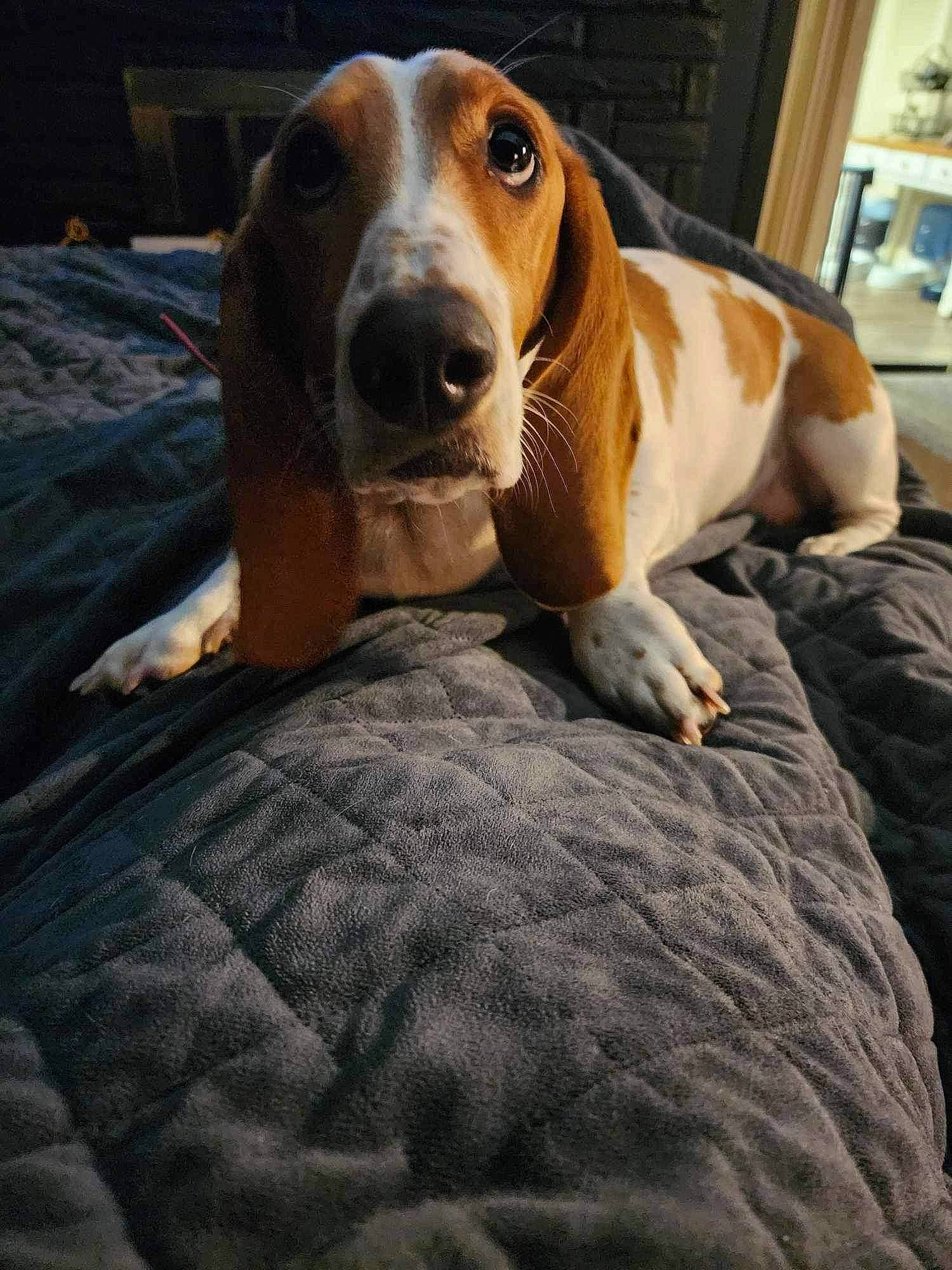 Dolly is registered to the contest to win money with this photo: cabinetry, canidae, carnivore, comfort, companion_dog, dog, dog_breed, fawn, flooring, hardwood, hound, hunting_dog, liver, scent_hound, sporting_group, terrestrial_animal, whiskers, wood, working_animal