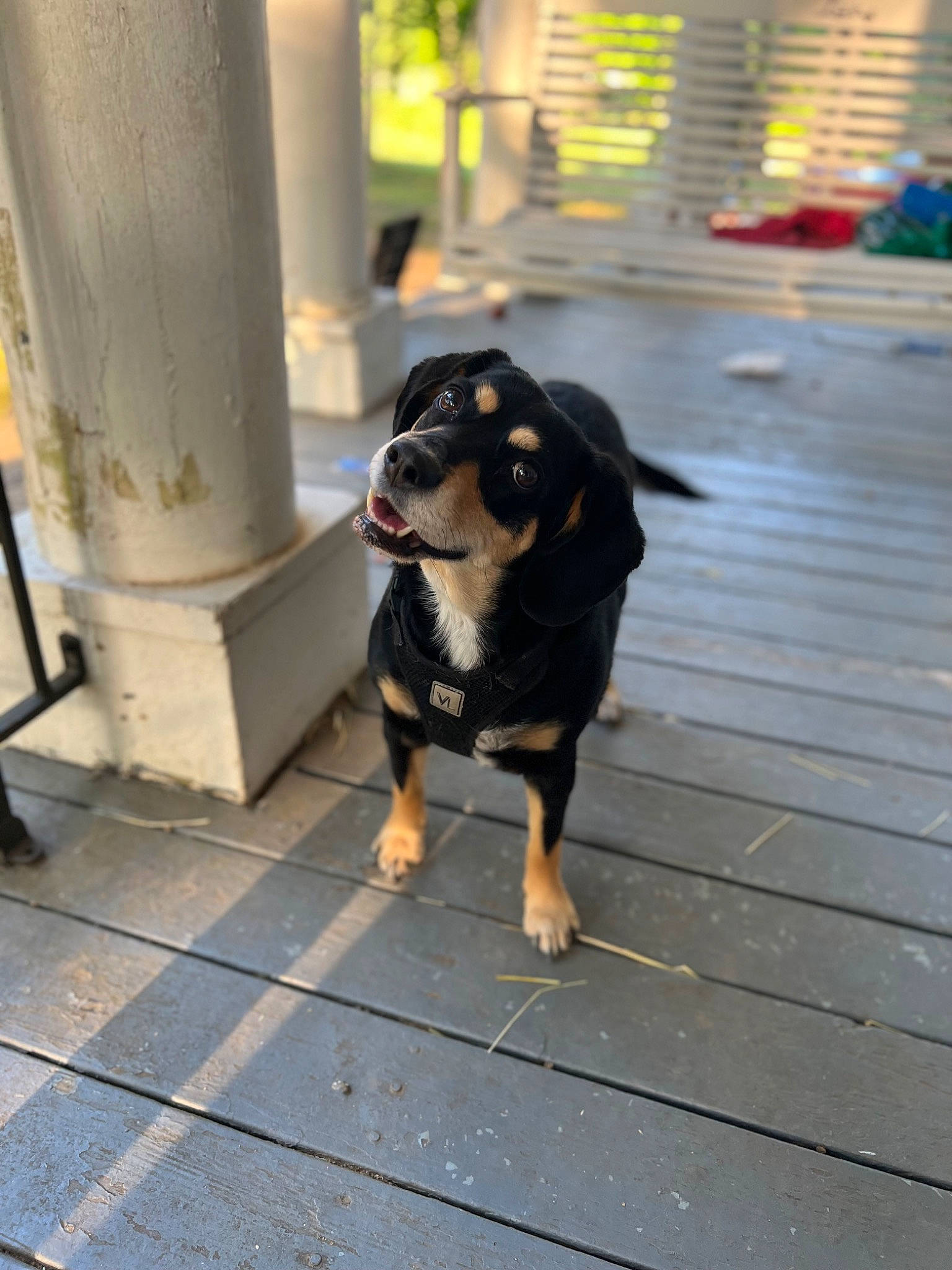 Lil Girl joined the competition — help win amazing prizes! asphalt, canidae, carnivore, companion_dog, dog, dog_breed, floor, flooring, guard_dog, road_surface, shadow, sidewalk, snout, sporting_group, street, tints_and_shades, toy_dog, wood, working_animal, working_dog