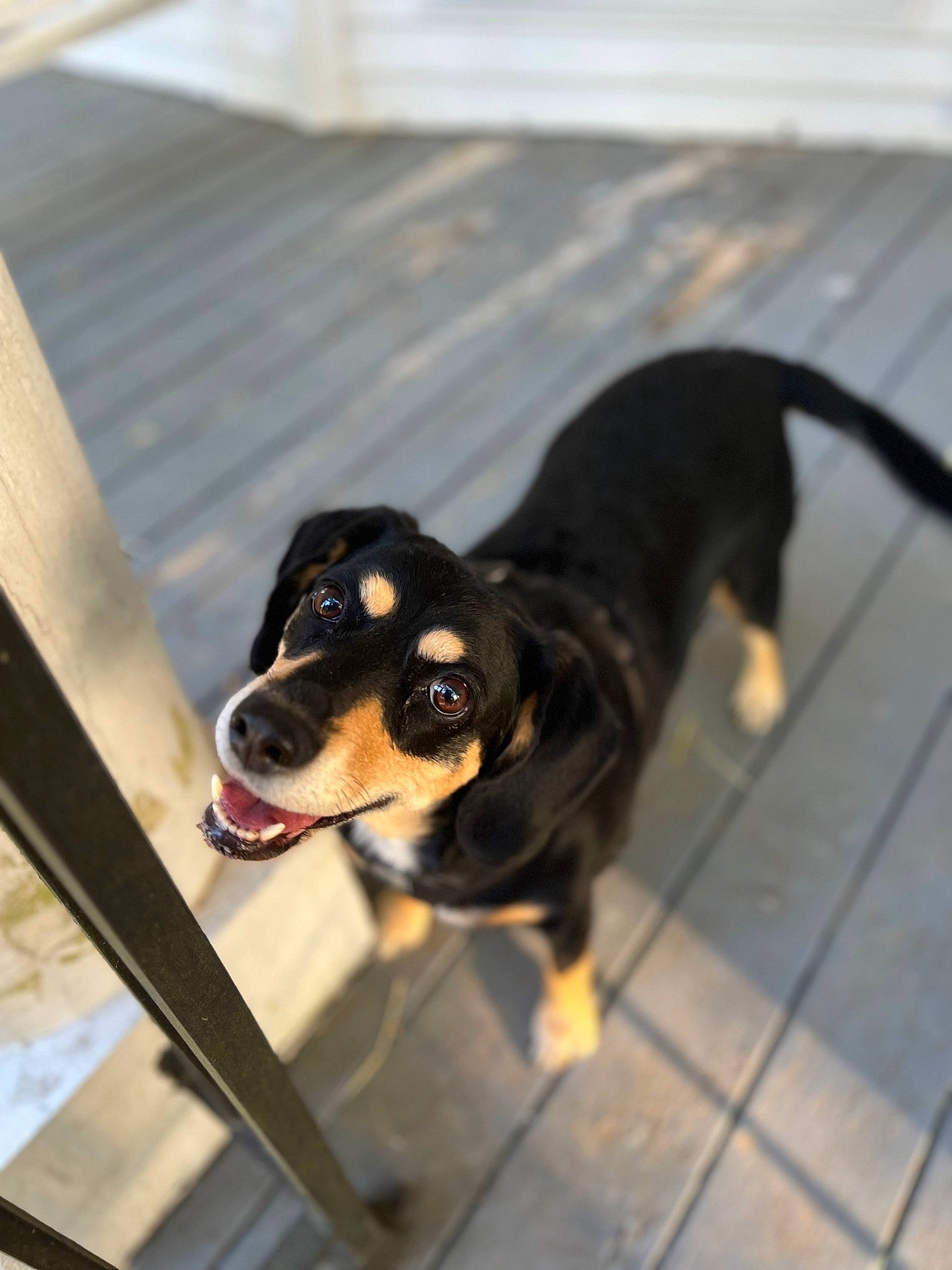 Lil Girl is registered to the contest to win money with this photo: canidae, carnivore, companion_dog, dog, dog_breed, eyewear, flooring, fur, guard_dog, paw, plant, puppy, sitting, snout, sporting_group, sunglasses, toy_dog, whiskers, working_animal, working_dog