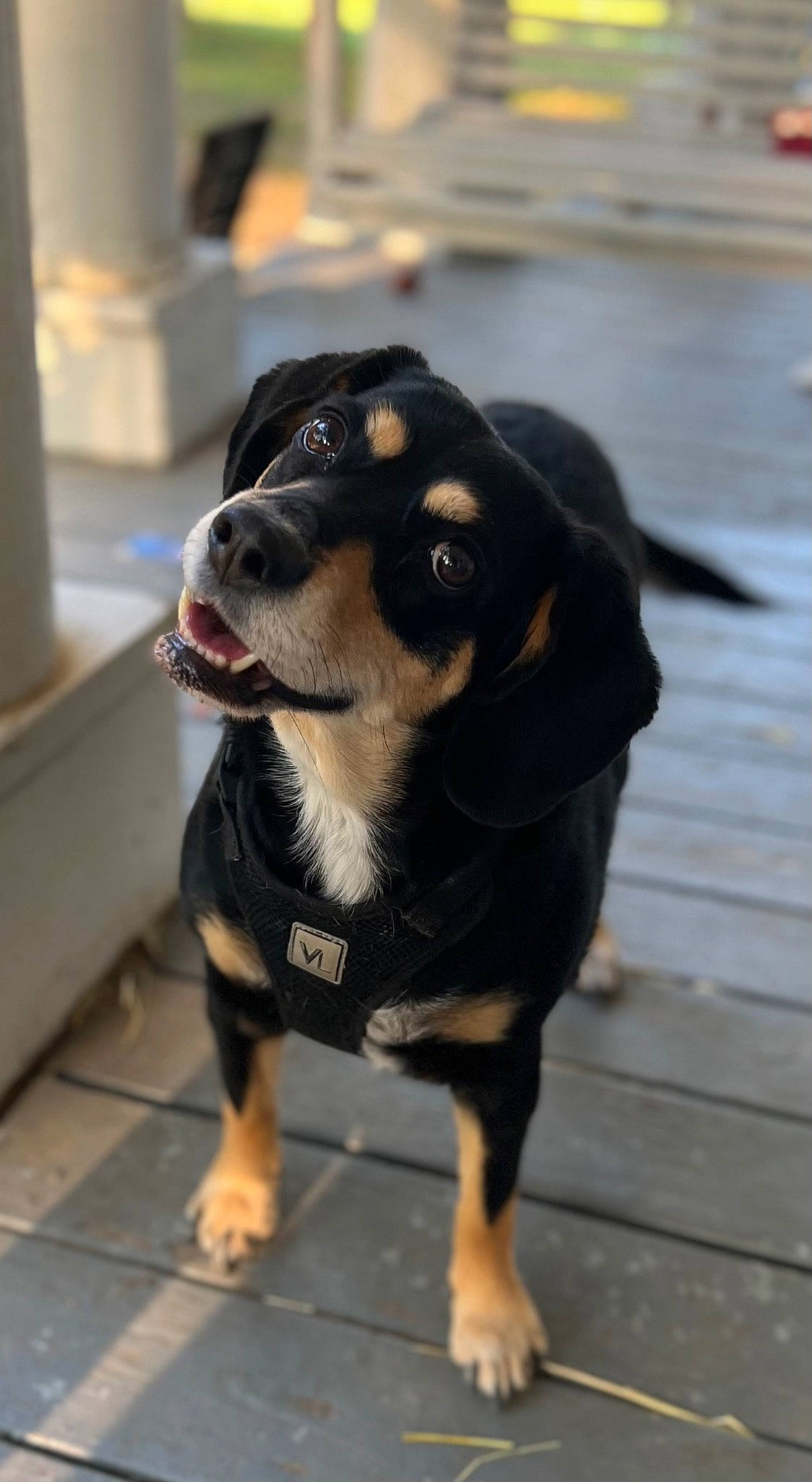 Lil Girl is registered to the contest to win money with this photo: canidae, carnivore, collar, companion_dog, dog, dog_breed, fawn, fur, guard_dog, hunting_dog, recipe, sleeveless_shirt, snout, sporting_group, terrestrial_animal, toy_dog, whiskers, working_animal, working_dog