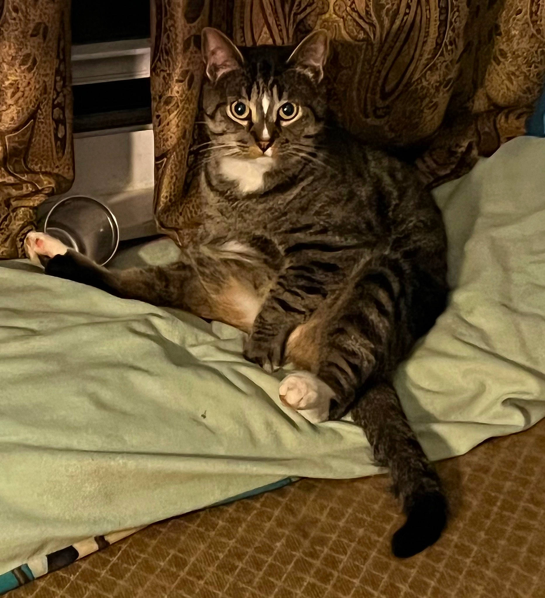 Annie is registered to the contest to win money with this photo: carnivore, cat, claw, comfort, domestic_short_haired_cat, felidae, flooring, foot, fur, grey, linens, paw, sitting, small_to_medium_sized_cats, snout, tail, terrestrial_animal, whiskers, wildlife, wood