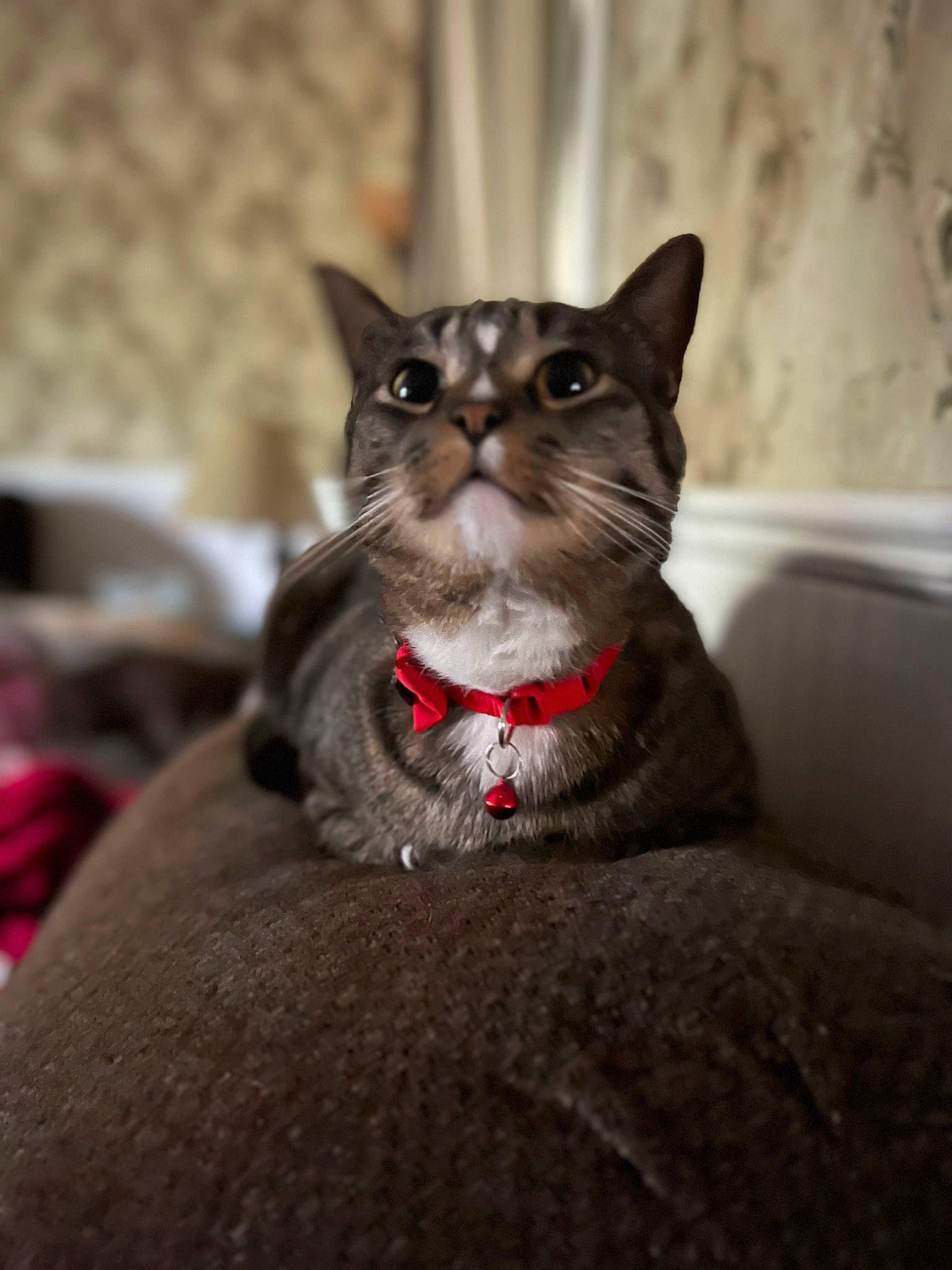 Annie is registered to the contest to win money with this photo: black_cat, carnivore, cat, collar, comfort, domestic_short_haired_cat, felidae, fur, grey, monochrome_photography, sitting, small_to_medium_sized_cats, snout, tail, terrestrial_animal, whiskers, window