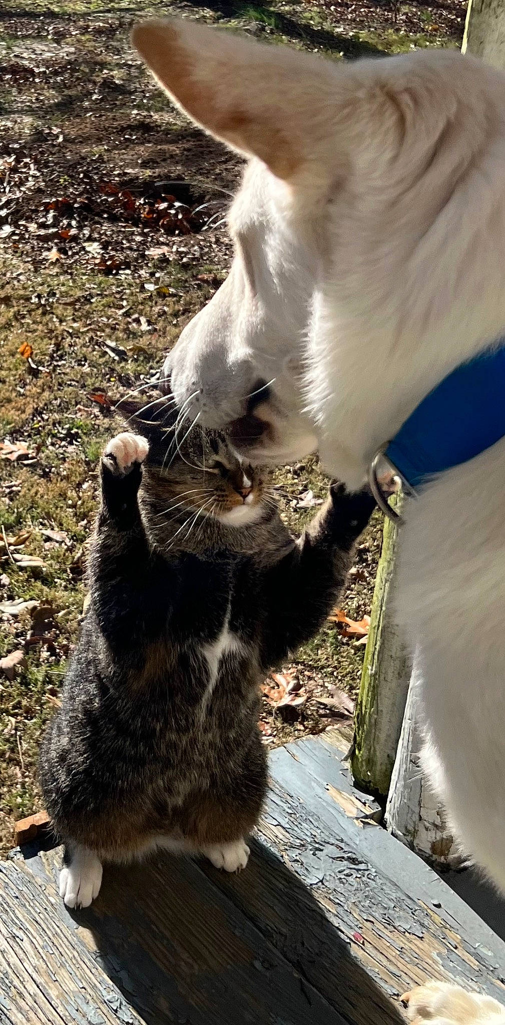 Annie is registered to the contest to win money with this photo: carnivore, cat, claw, collar, dog_breed, domestic_short_haired_cat, felidae, foot, fur, grass, mammal, paw, small_to_medium_sized_cats, snout, tail, terrestrial_animal, vertebrate, whiskers, wildlife