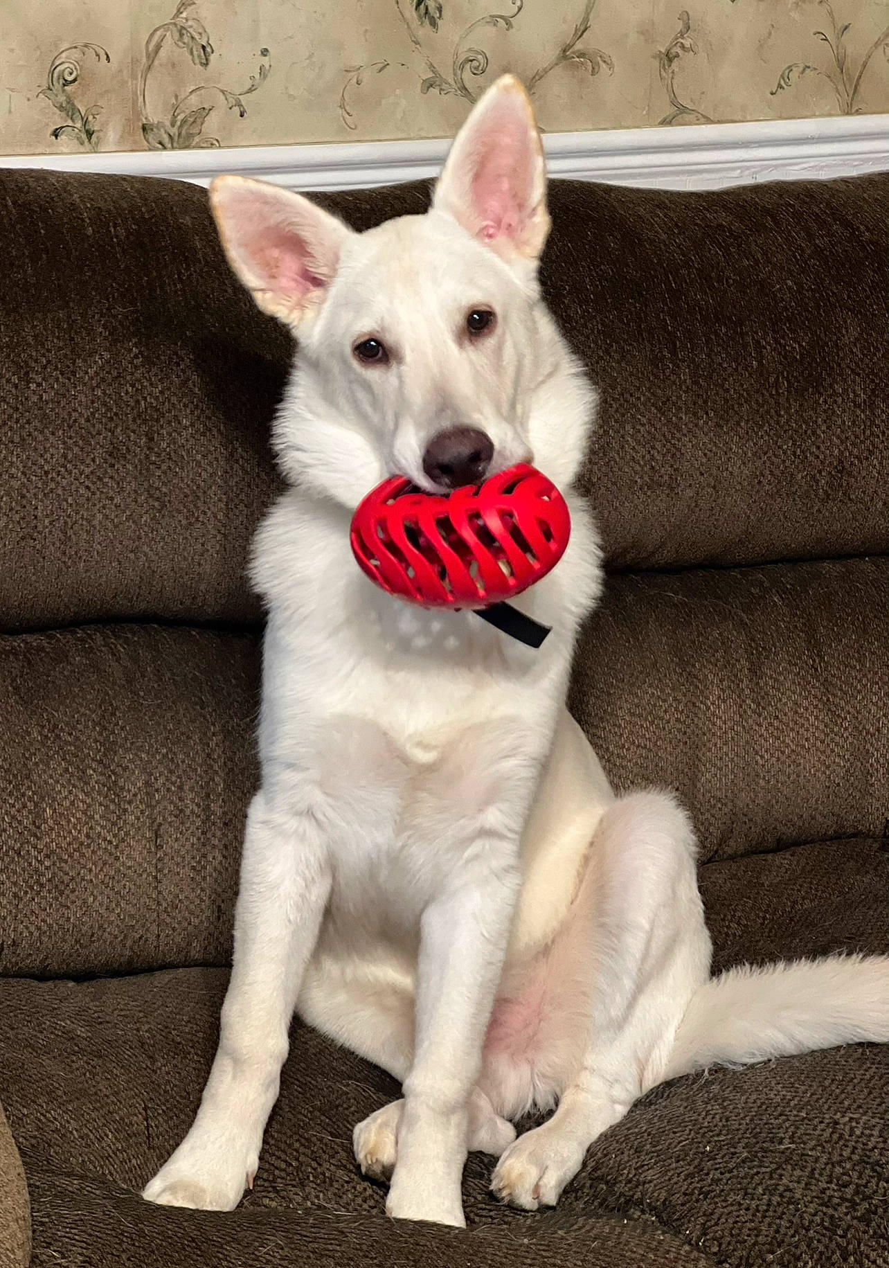 Clancy joined the competition — help win amazing prizes! ancient_dog_breeds, canidae, carnivore, collar, companion_dog, couch, dog, dog_breed, dog_supply, fang, fawn, fur, jaw, paw, snout, sporting_group, tail, terrestrial_animal, whiskers, working_animal