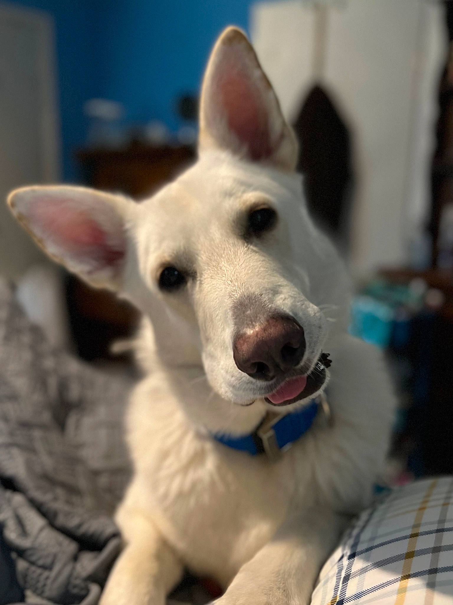 Clancy joined the competition — help win amazing prizes! ancient_dog_breeds, carnivore, collar, companion_dog, dog, dog_breed, dog_collar, ear, fang, fur, herding_dog, mammal, non_sporting_group, snout, sporting_group, whiskers, working_animal, working_dog