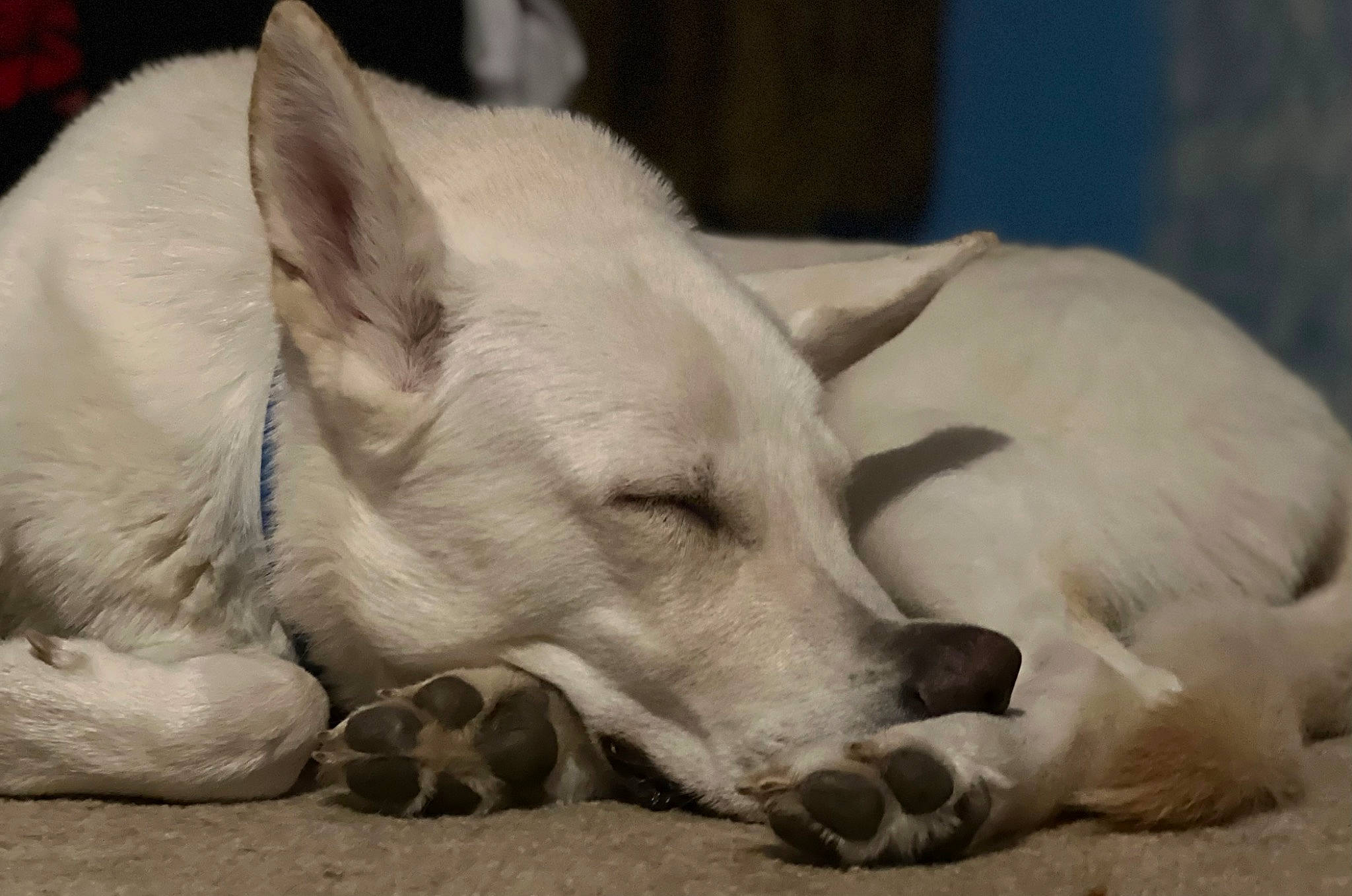 Clancy joined the competition — help win amazing prizes! bored, canidae, carnivore, comfort, companion_dog, dog, dog_breed, fawn, fur, jaw, monochrome, nap, non_sporting_group, paw, puppy, sleep, sporting_group, terrestrial_animal, whiskers, working_animal