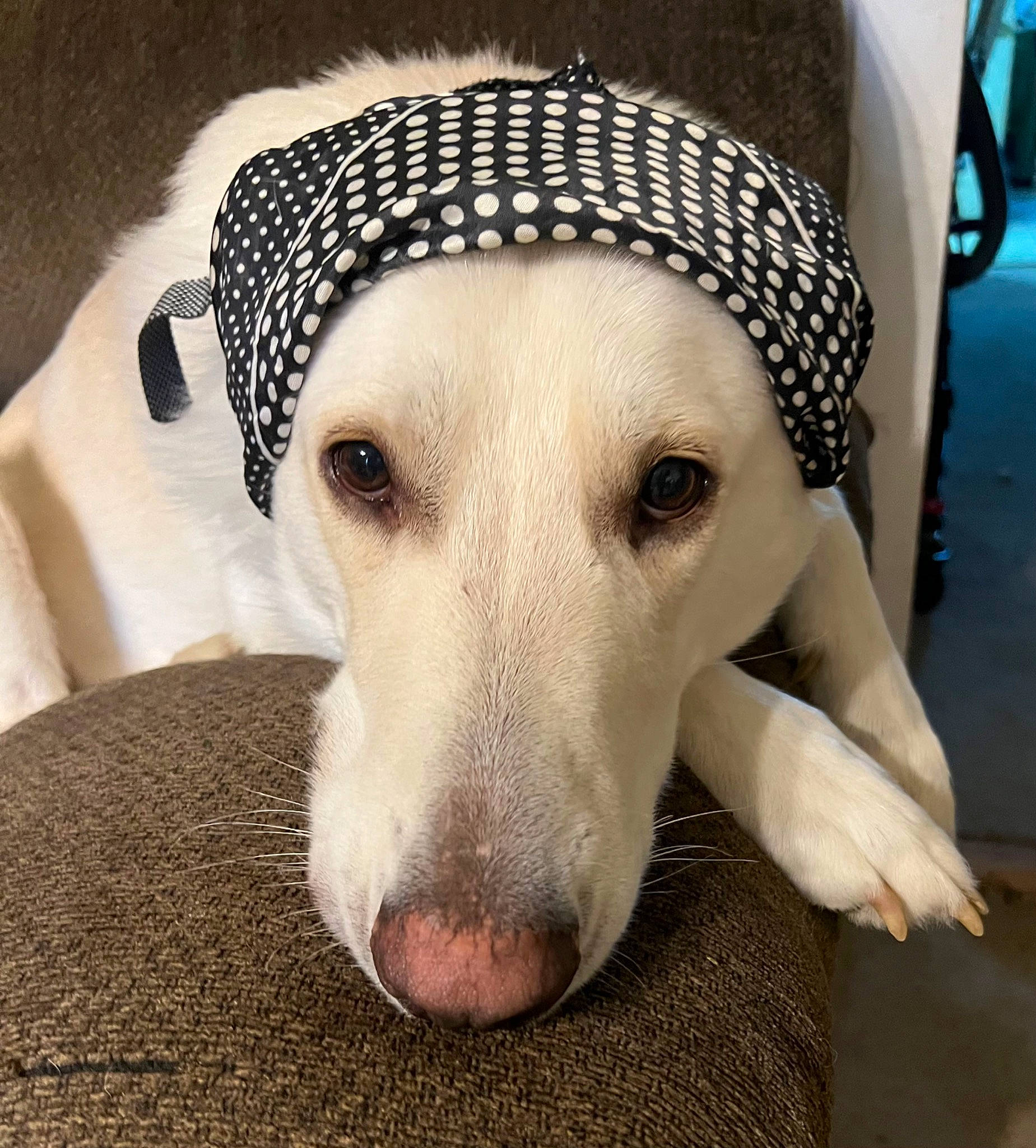 Clancy joined the competition — help win amazing prizes! canidae, cap, carnivore, close_up, comfort, companion_dog, dog, dog_breed, ear, eye, eyelash, fawn, fur, puppy, selfie, snout, sporting_group, terrestrial_animal, whiskers, working_animal