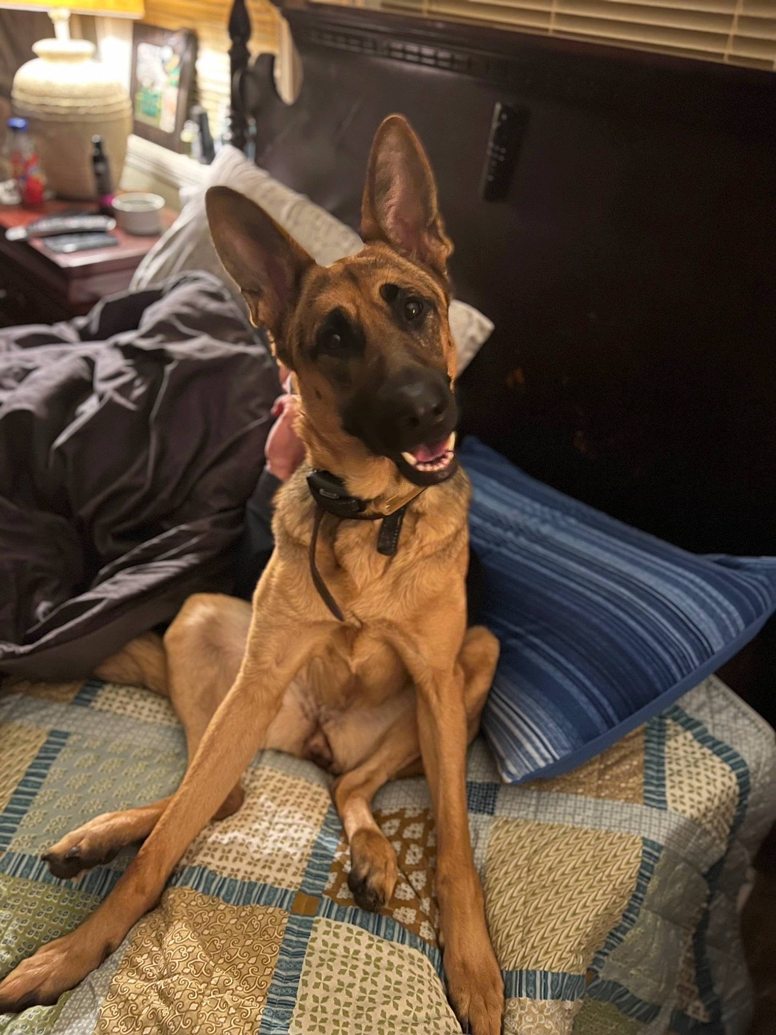 Katness joined the competition — help win amazing prizes! canidae, carnivore, collar, comfort, companion_dog, dog, dog_breed, dog_collar, dog_supply, fawn, flooring, german_shepherd_dog, guard_dog, liver, non_sporting_group, snout, sporting_group, working_animal, working_dog