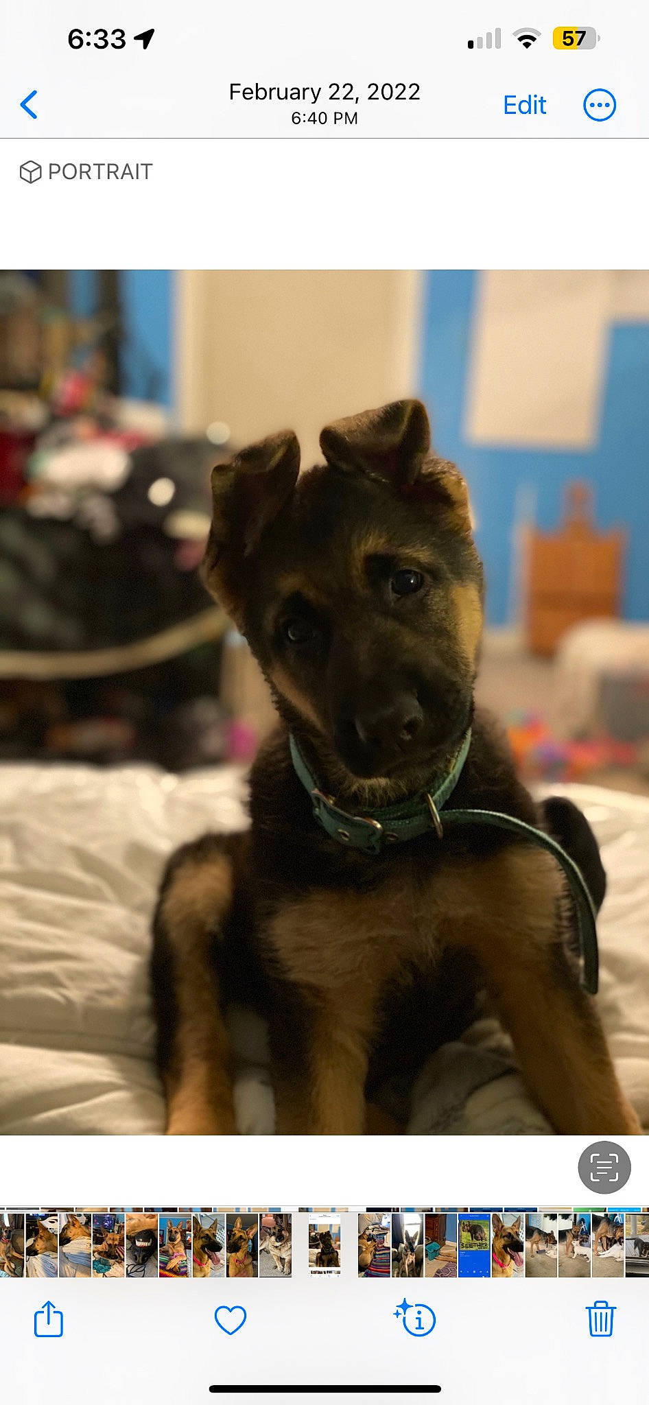 Katness is registered to the contest to win money with this photo: canidae, carnivore, collar, companion_dog, dog, dog_breed, dog_collar, dog_supply, ear, fawn, fur, guard_dog, leash, liver, pet_supply, terrestrial_animal, toy_dog, whiskers, working_animal, working_dog