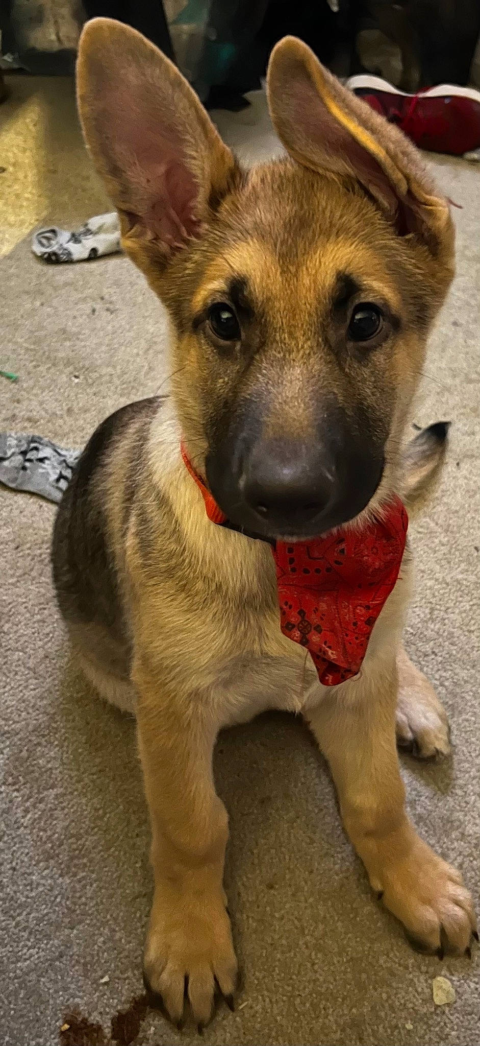 Charlie is registered to the contest to win money with this photo: canidae, carnivore, collar, companion_dog, dog, dog_breed, dog_collar, dog_supply, ear, fawn, fur, german_shepherd_dog, herding_dog, jaw, snout, sporting_group, street_dog, whiskers, working_animal, working_dog