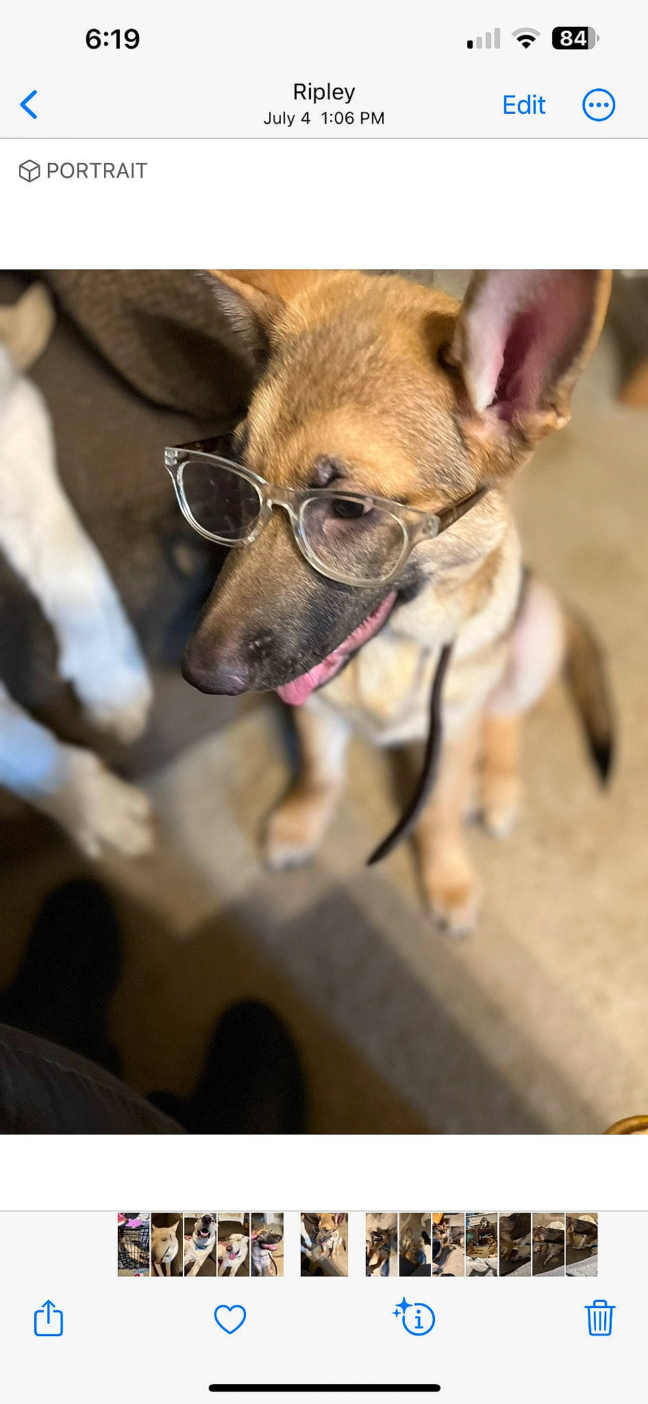 Charlie joined the competition — help win amazing prizes! canidae, carnivore, chihuahua, collar, companion_dog, dog, dog_breed, dog_supply, eyewear, fawn, fur, leash, paw, pet_supply, snout, sporting_group, terrestrial_animal, toy_dog, whiskers, working_animal