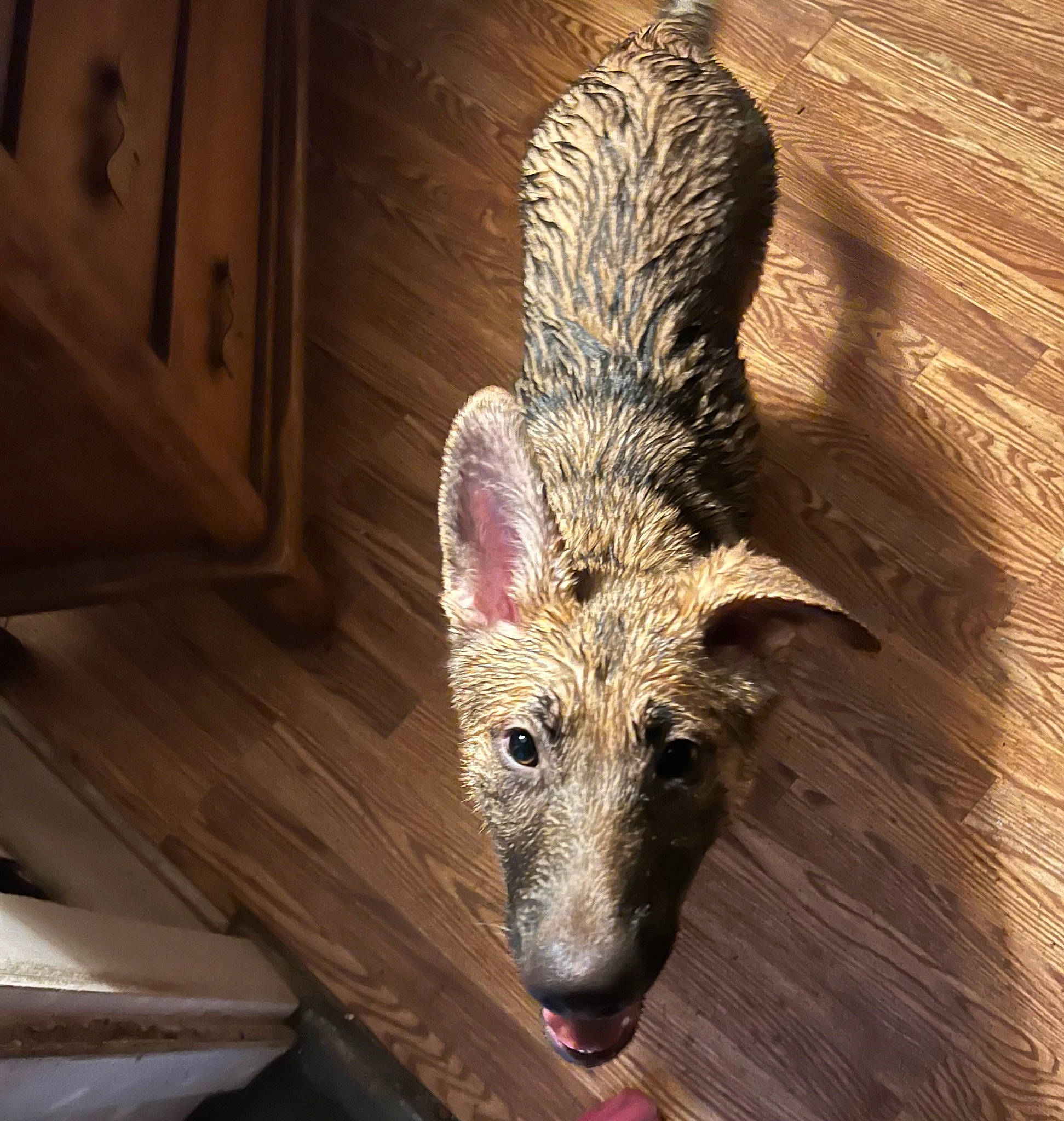 Charlie is registered to the contest to win money with this photo: cabinetry, canidae, carnivore, dog_breed, fawn, fur, hardwood, plank, snout, tail, terrestrial_animal, terrestrial_plant, whiskers, wildlife, wood, wood_stain