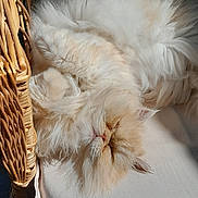 Lisalili a rejoint le concours — aidez-le/la à gagner de superbes lots ! animal, cat, chair, comfortable, cozy, cream_color, cushion, cute, feline, fluffy, fur, home, indoor, nap, pet, relaxing, resting, sleeping, sunlight, wicker_chair