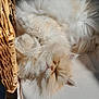 animal, cat, chair, comfortable, cozy, cream_color, cushion, cute, feline, fluffy, fur, home, indoor, nap, pet, relaxing, resting, sleeping, sunlight, wicker_chair