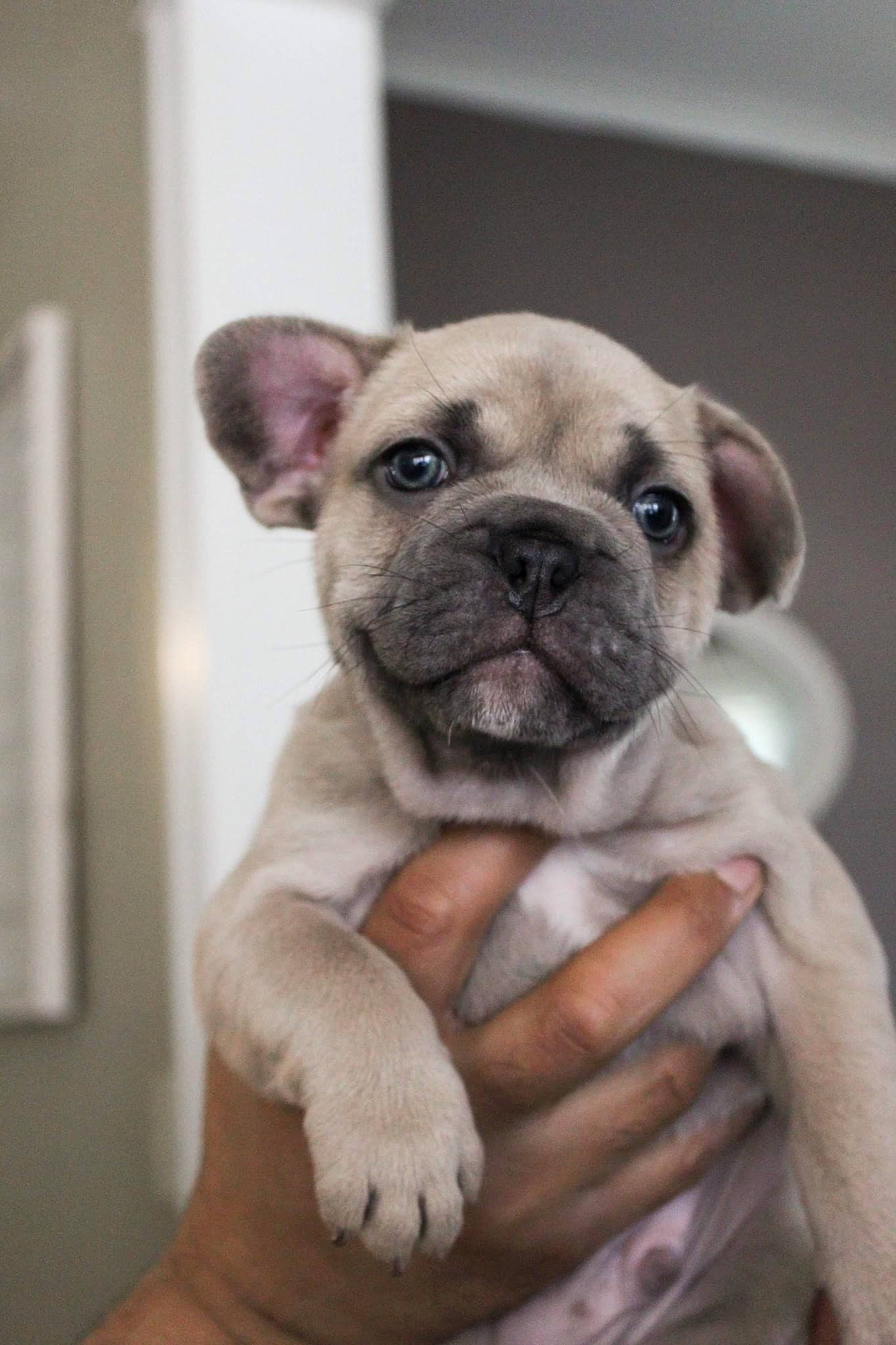 Baxter joined the competition — help win amazing prizes! bulldog, canidae, carnivore, companion_dog, dog, dog_breed, fawn, french_bulldog, mammal, non_sporting_group, pug, puppy, puppy_love, skin, snout, toy_bulldog, toy_dog, vertebrate, wrinkle