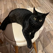 Mowgli participe au concours pour gagner de l'argent avec cette photo : abyssinian, animal, barstool, blackcat, cat, chair, couch, furniture, hardwood, indoors, interiordesign, manx, pet, plywood, tape, wood