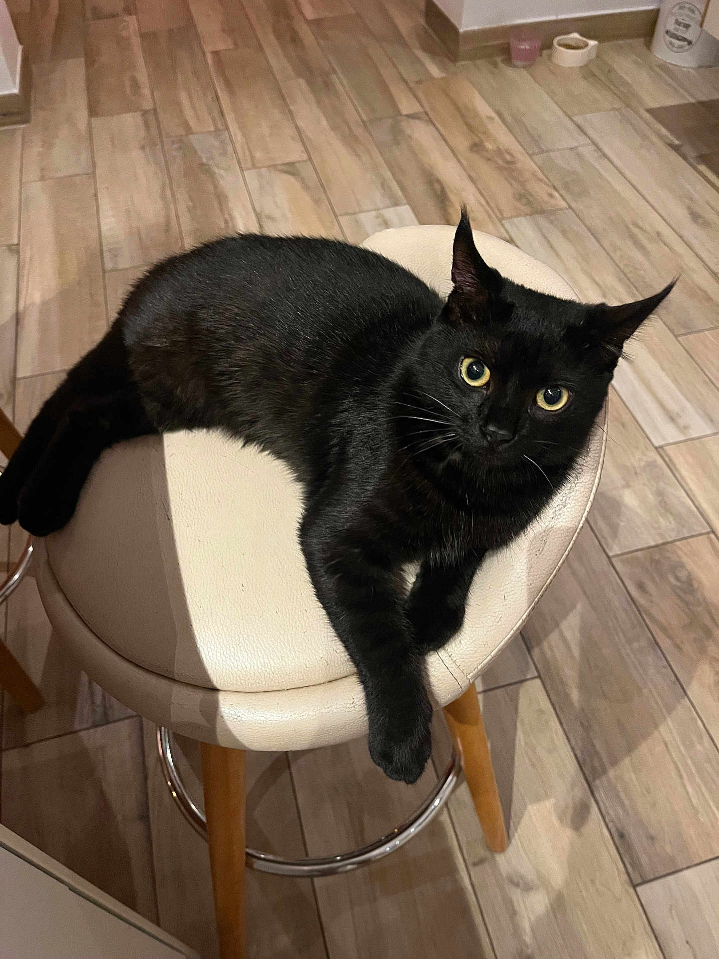 Mowgli participe au concours pour gagner de l'argent avec cette photo : abyssinian, animal, barstool, blackcat, cat, chair, couch, furniture, hardwood, indoors, interiordesign, manx, pet, plywood, tape, wood