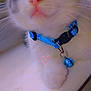Georgie is registered to the contest to win money with this photo: animal_accessory, bell, cat, close_up, collar, curious, cute, domestic_animal, feline, fluffy, heart_drawing, indoor, paw, pet, pink_nose, soft_focus, whiskers, white_surface, window, young_cat