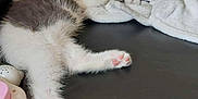 Georgie is registered to the contest to win money with this photo: animal, black_surface, blanket, collar, cozy, cute, domestic, fur, gray, indoor, kitten, leather, paw_pads, pet, pink, resting, sleeping, small_animal, toy, white