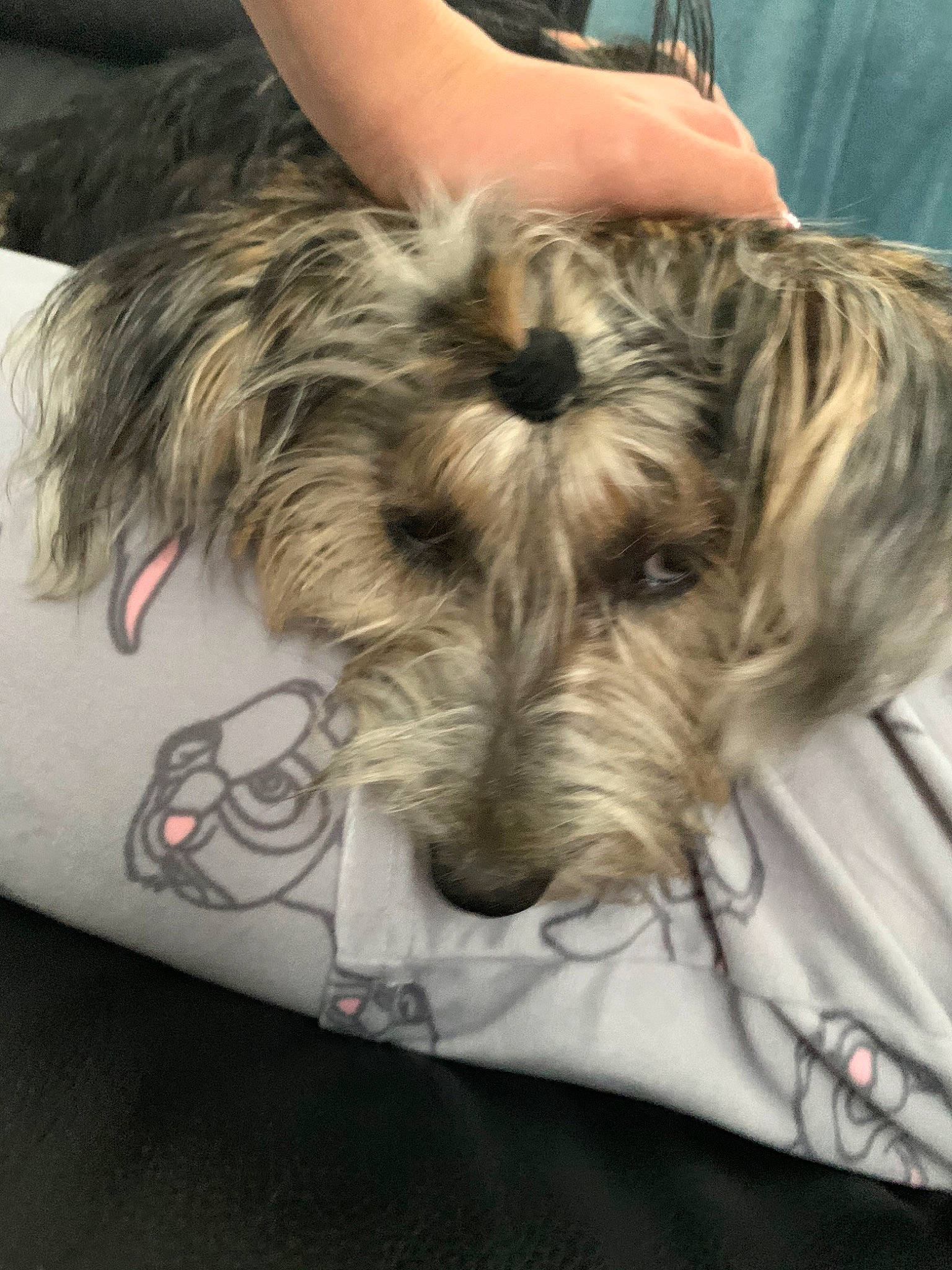 Snoopy a rejoint le concours — aidez-le/la à gagner de superbes lots ! cairn_terrier, canidae, carnivore, companion_dog, dog, dog_breed, ear, glen_of_imaal_terrier, mammal, miniature_schnauzer, rare_breed_dog, schnoodle, scottish_terrier, skye_terrier, small_terrier, snout, sporting_group, sporting_lucas_terrier, terrier, tibetan_terrier