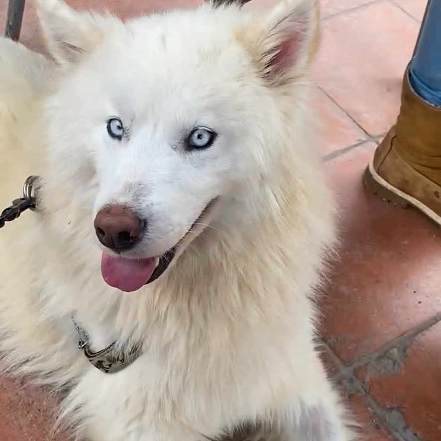 Neige a rejoint le concours — aidez-le/la à gagner de superbes lots ! animal, canine, dog, eskimodog, husky, person, pet, puppy, walkingdog, whitedog