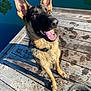 animal, architecture, bird, boardwalk, bridge, building, canine, deck, dog, germanshepherd, house, housing, pet, pier, policedog, porch, puppy, water, waterfront, wood