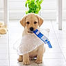 puppy, dog, labrador, yellow_lab, plastic_bottle, indoor, tile_floor, plant, white_furniture, cute, pet, young_dog, chewing, bright, natural_light, domestic, animal, sitting, playful, houseplant