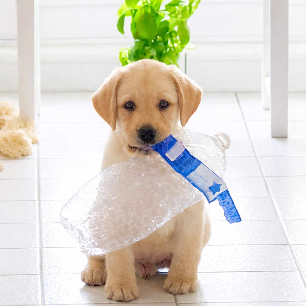 Haribo a rejoint le concours — aidez-le/la à gagner de superbes lots ! puppy, dog, labrador, yellow_lab, plastic_bottle, indoor, tile_floor, plant, white_furniture, cute, pet, young_dog, chewing, bright, natural_light, domestic, animal, sitting, playful, houseplant