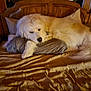 animal, bed, bedroom, blanket, canine, cozy, dog, domestic_animal, fluffy, fur, furniture, indoor, pet, pillow, relaxing, resting, sleepy, warm_lighting, white_dog, wooden_headboard