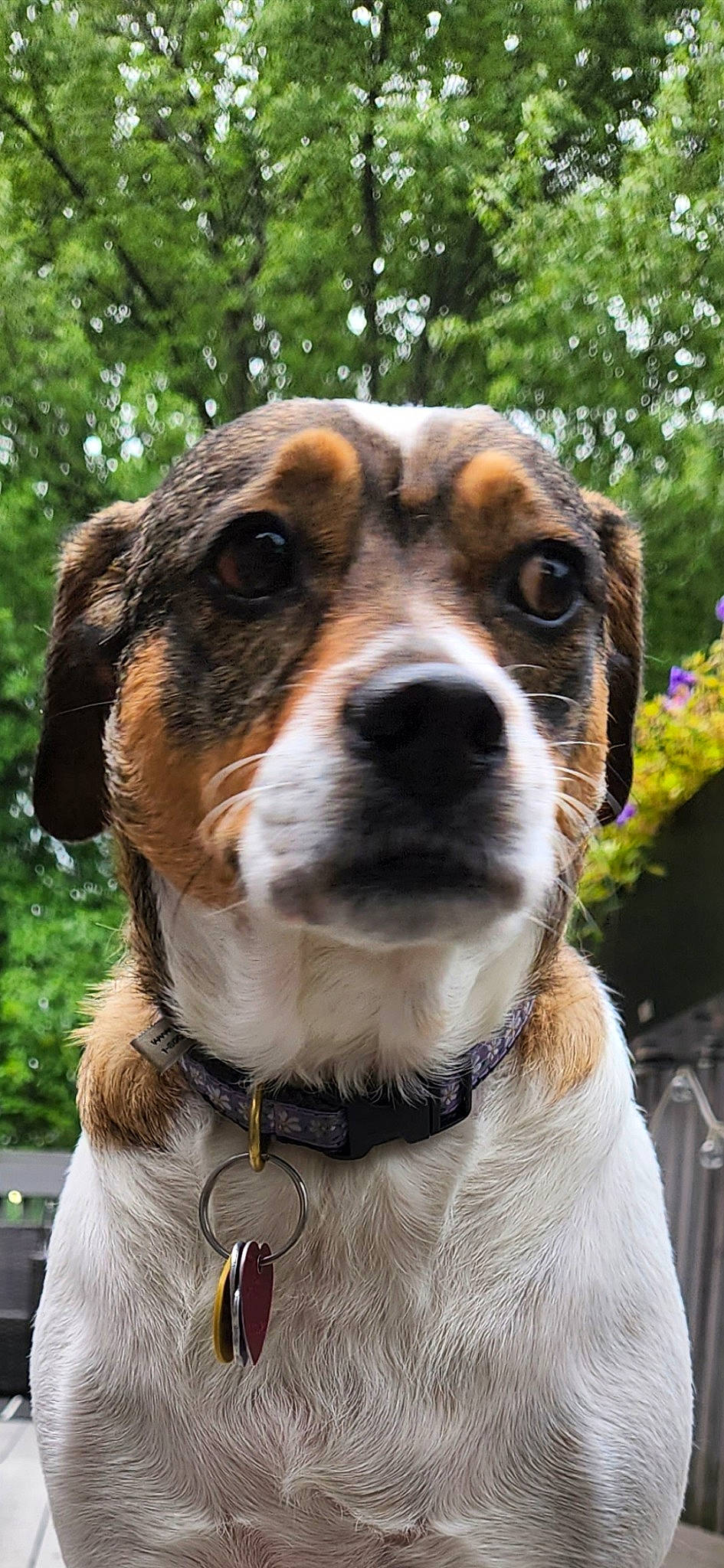 Day-z is registered to the contest to win money with this photo: ancient_dog_breeds, canidae, carnivore, collar, companion_dog, dog, dog_breed, dog_collar, fawn, fur, hunting_dog, leash, pet_supply, plant, snout, sporting_group, tree, whiskers, working_animal, working_dog