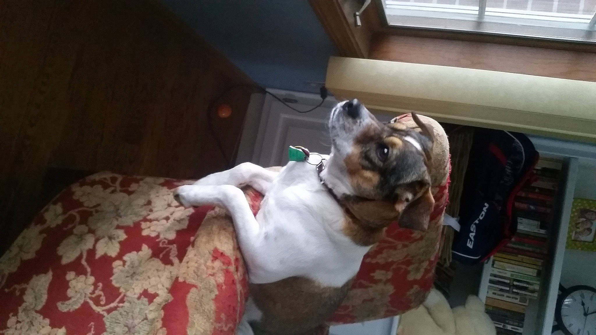 Day-z joined the competition — help win amazing prizes! canidae, carnivore, collar, comfort, companion_dog, dog, dog_breed, dog_supply, fawn, felidae, fur, nap, non_sporting_group, small_to_medium_sized_cats, snout, sporting_group, tail, whiskers, window, working_animal