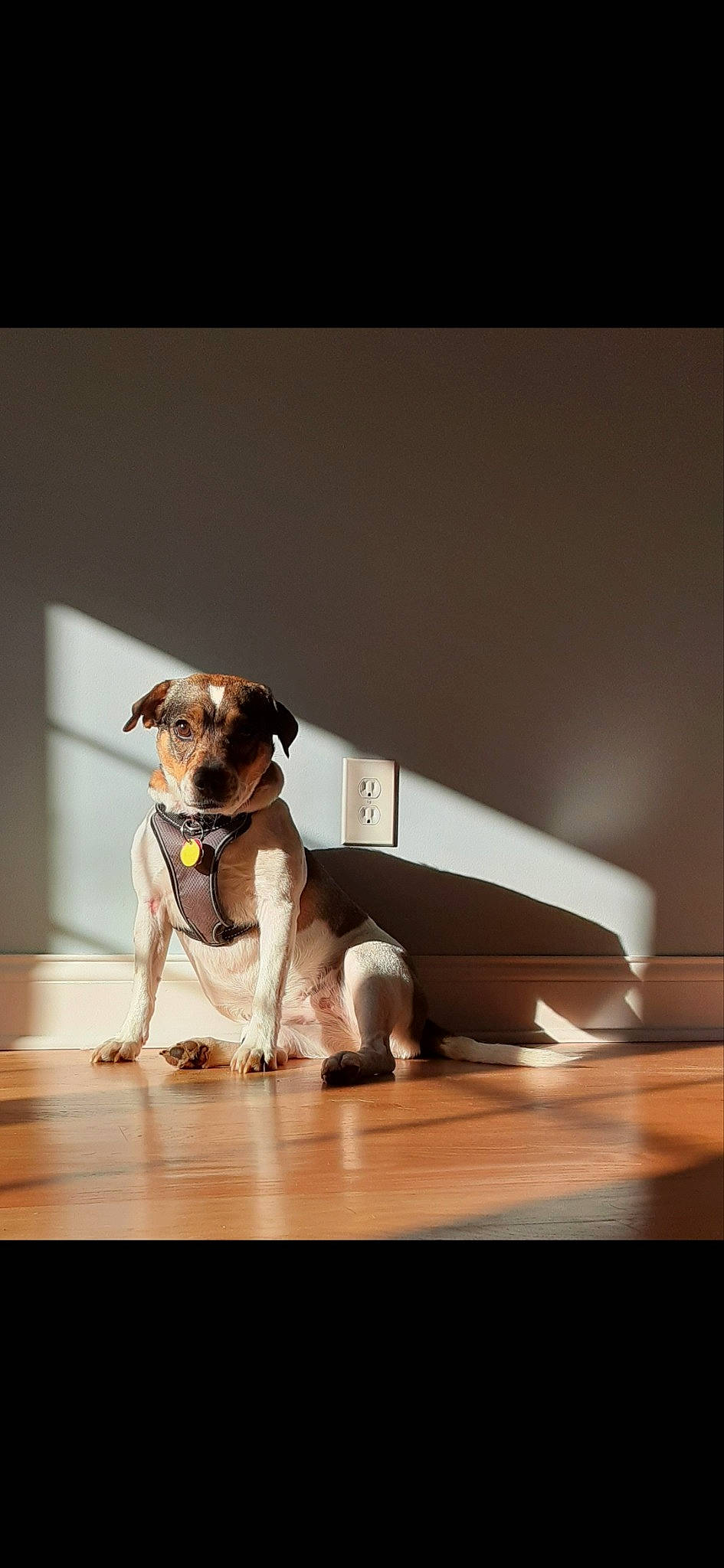 Daisy joined the competition — help win amazing prizes! canidae, carnivore, collar, companion_dog, dog, dog_breed, dog_collar, dog_supply, eyewear, fawn, paw, pet_supply, puppy, snout, sporting_group, still_life_photography, tail, toy_dog, vision_care, working_animal