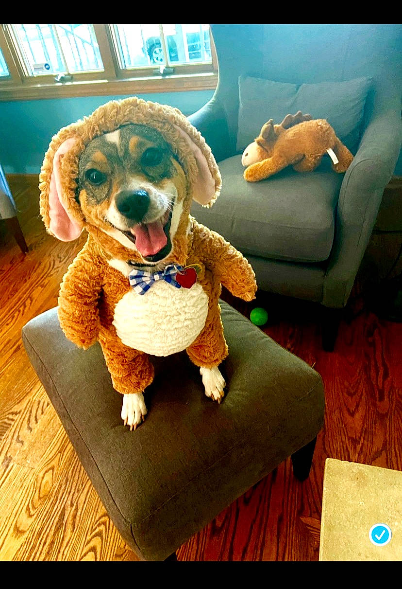 Daisy is registered to the contest to win money with this photo: canidae, carnivore, comfort, companion_dog, dog, dog_breed, fawn, flooring, fur, mammal, plush, rectangle, snout, sporting_group, stuffed_toy, toy, toy_dog, vertebrate, wood, working_animal