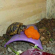 Graz participe au concours pour gagner de l'argent avec cette photo :