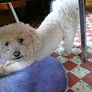 Flocon a rejoint le concours — aidez-le/la à gagner de superbes lots !