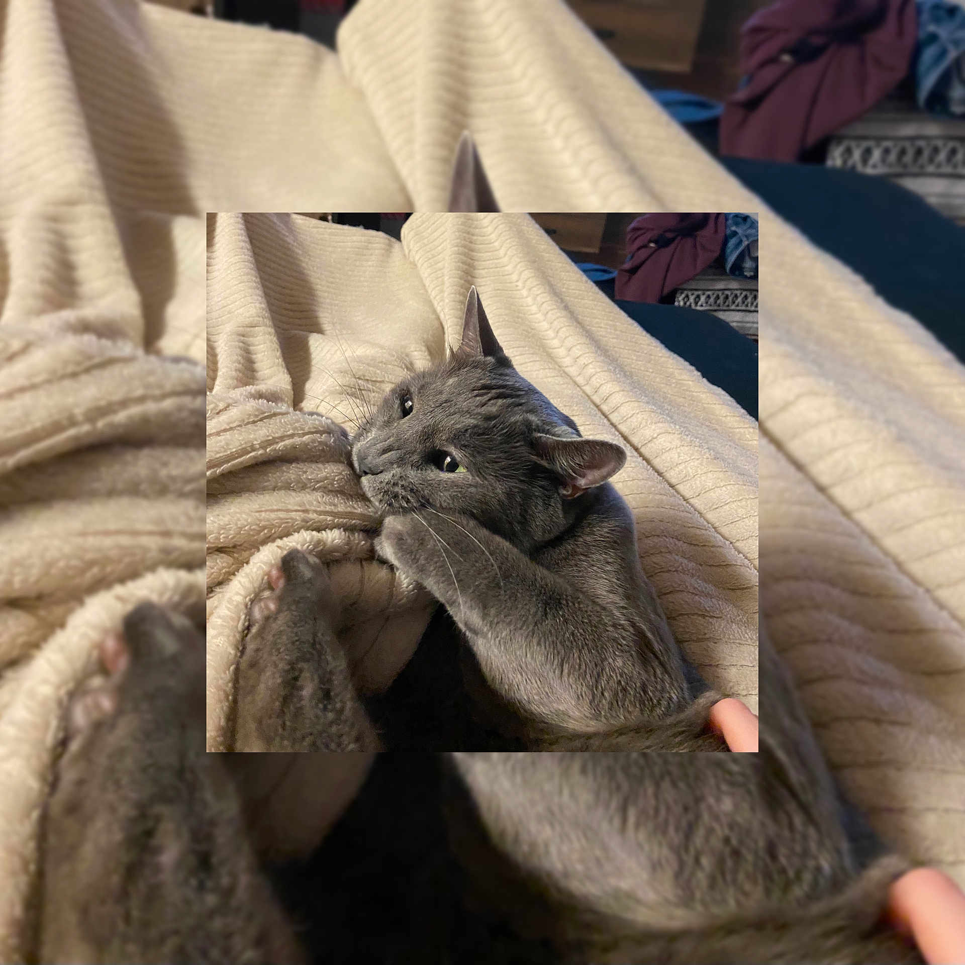 Smokie joined the competition — help win amazing prizes! abyssinian, animal, baby, bed, bedroom, blanket, cat, couch, furniture, homedecor, indoors, kitten, linen, person, pet, quilt, rabbit, room, sleeping, towel