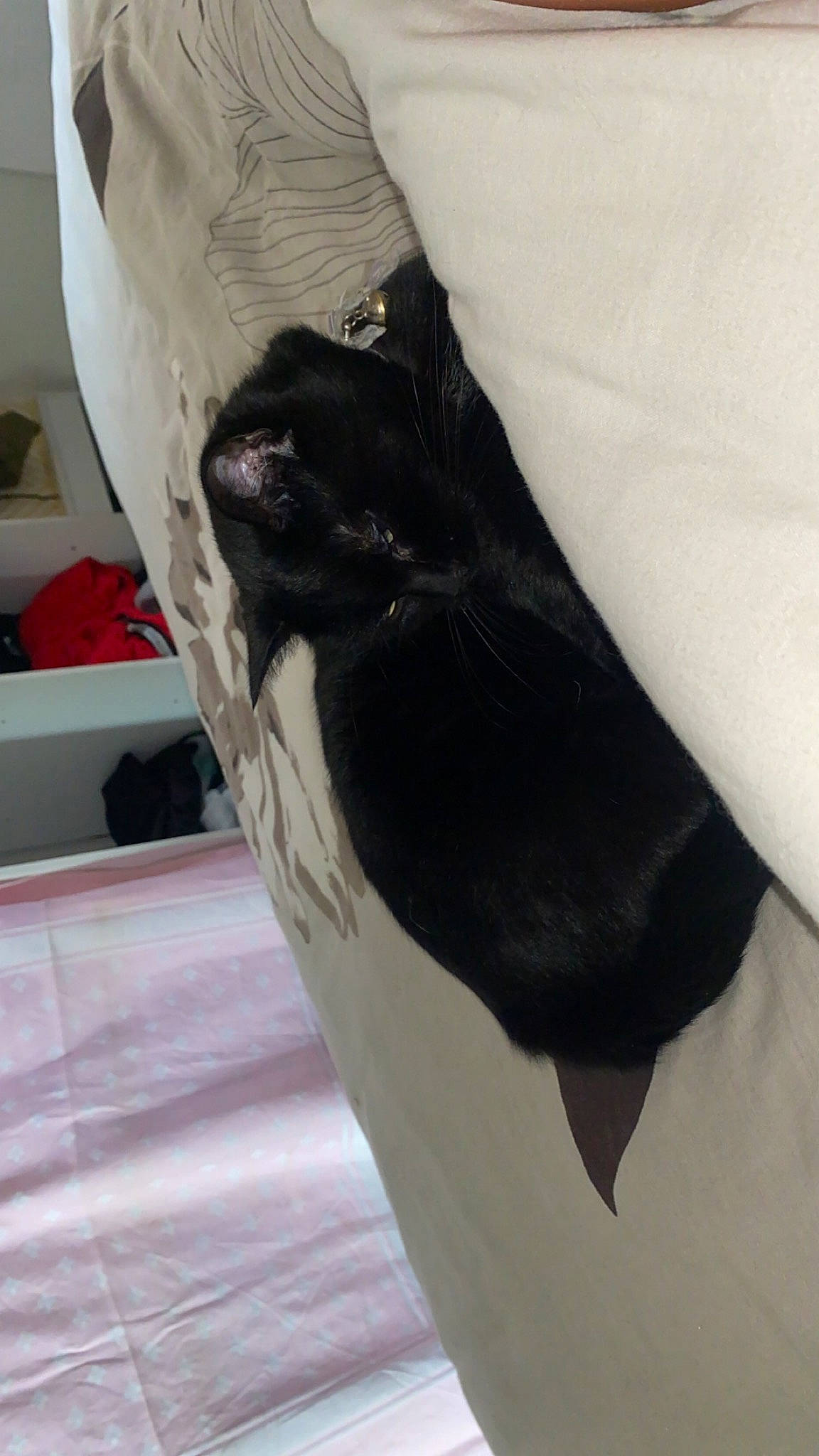 Pylla participe au concours pour gagner de l'argent avec cette photo : carnivore, comfort, dog_breed, elbow, felidae, flooring, foot, fur, gesture, grey, human_leg, knee, leg, linens, sleeve, small_to_medium_sized_cats, sporting_group, tail, thigh, whiskers