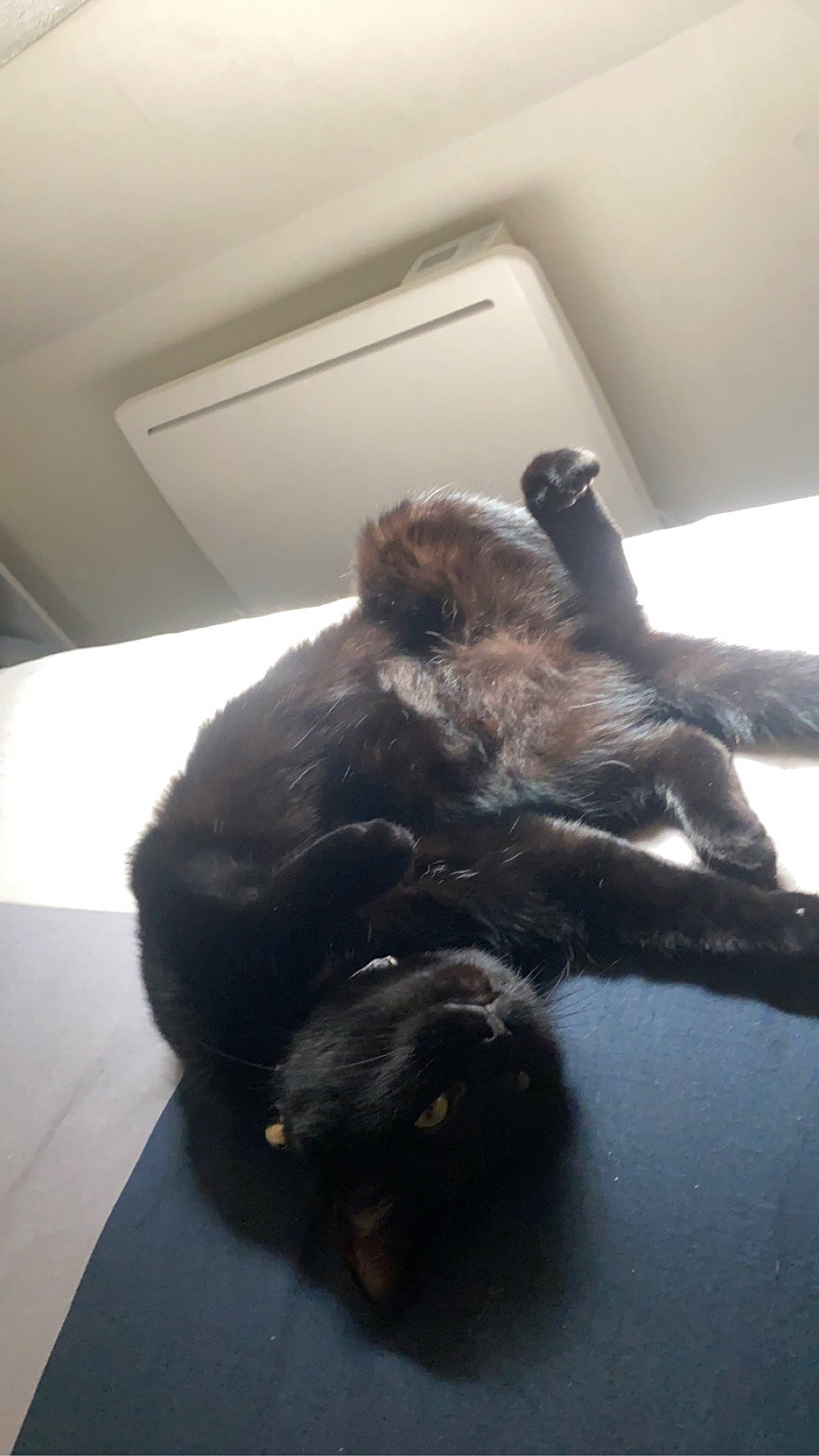 Pylla a rejoint le concours — aidez-le/la à gagner de superbes lots ! canidae, carnivore, claw, comfort, companion_dog, dog_breed, felidae, flooring, foot, fur, gesture, mammal, paw, room, small_to_medium_sized_cats, snout, sporting_group, tail, terrestrial_animal, wood