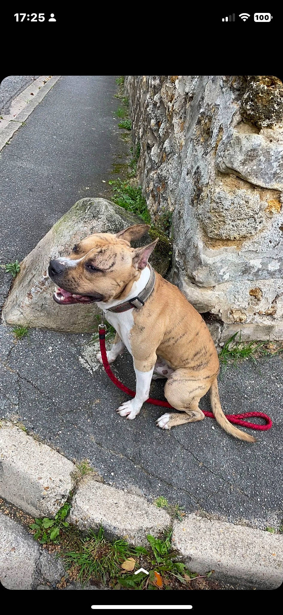 Tyron participe au concours pour gagner de l'argent avec cette photo : carnivore, collar, companion_dog, dog, dog_breed, dog_collar, dog_supply, fashion_accessory, fawn, leash, mammal, pet_supply, road_surface, sidewalk, snout, sporting_group, tail, vertebrate, working_animal, wrinkle