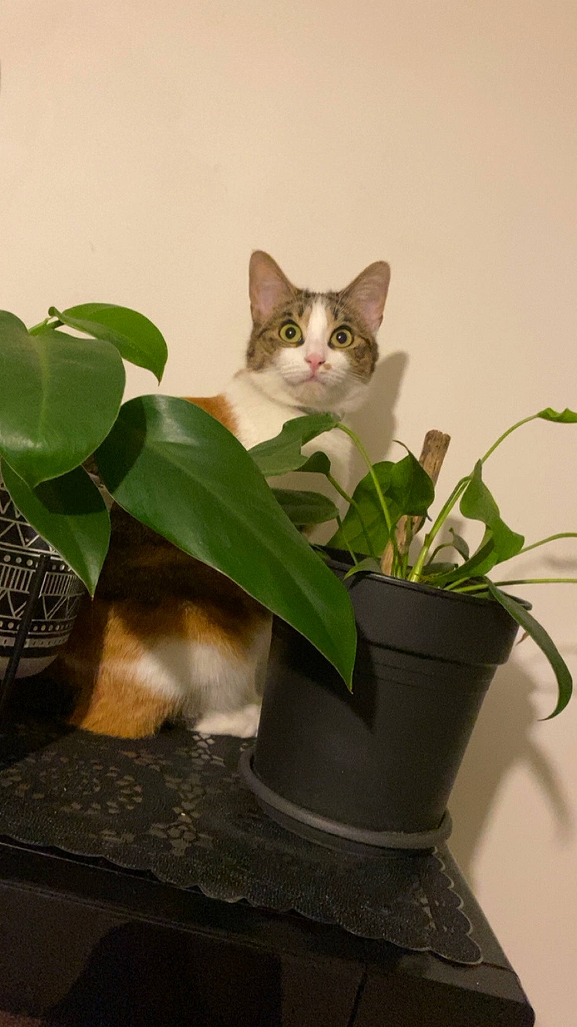 Tykka participe au concours pour gagner de l'argent avec cette photo : carnivore, cat, domestic_short_haired_cat, felidae, flooring, flowerpot, grass, herb, houseplant, plant, plant_stem, room, shelf, small_to_medium_sized_cats, snout, tail, tree, whiskers, window, wood