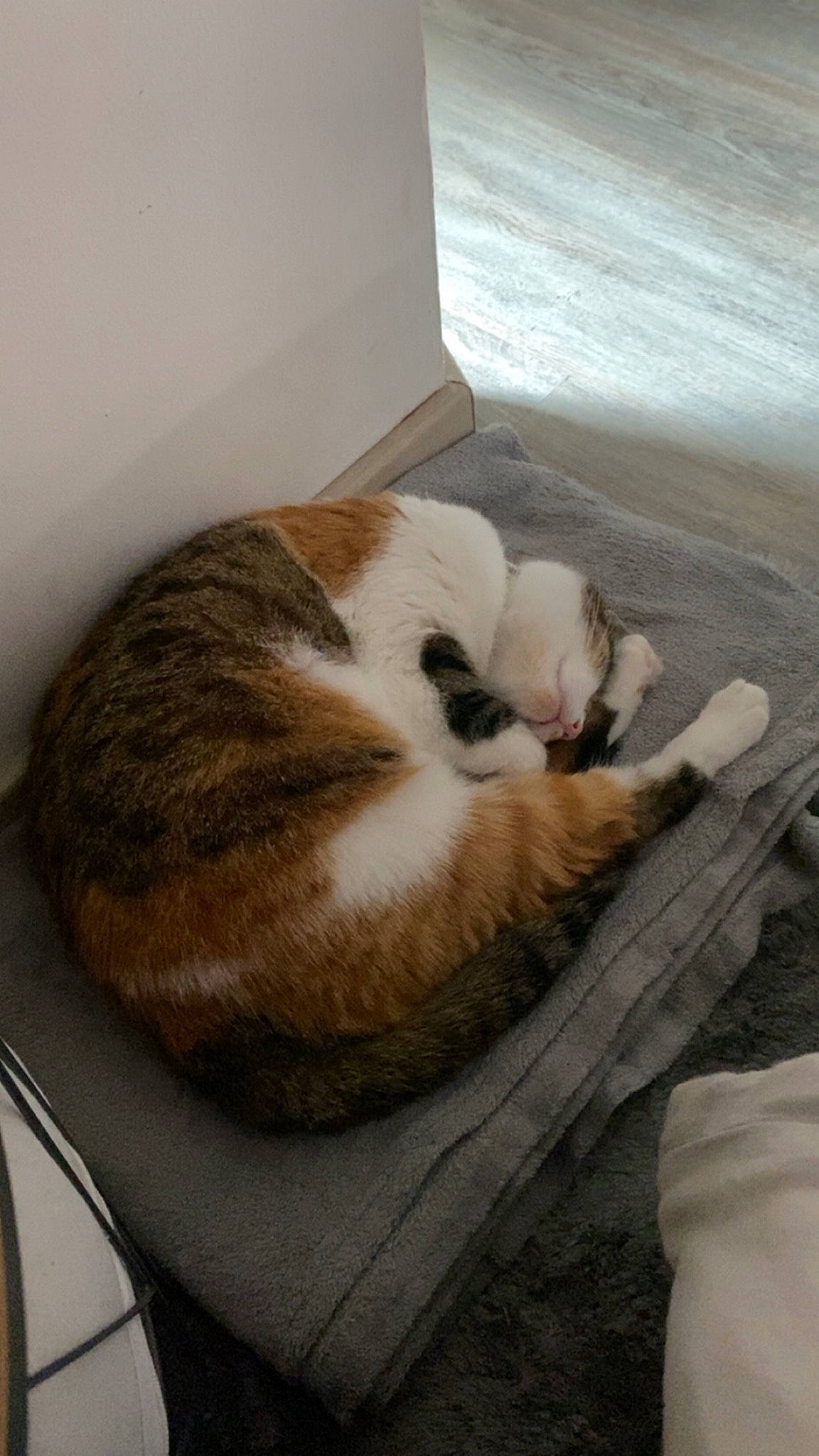 Tykka participe au concours pour gagner de l'argent avec cette photo : carnivore, cat, cat_supply, comfort, domestic_short_haired_cat, fawn, felidae, flooring, fur, hardwood, mammal, nap, paw, small_to_medium_sized_cats, snout, tail, whiskers, wood