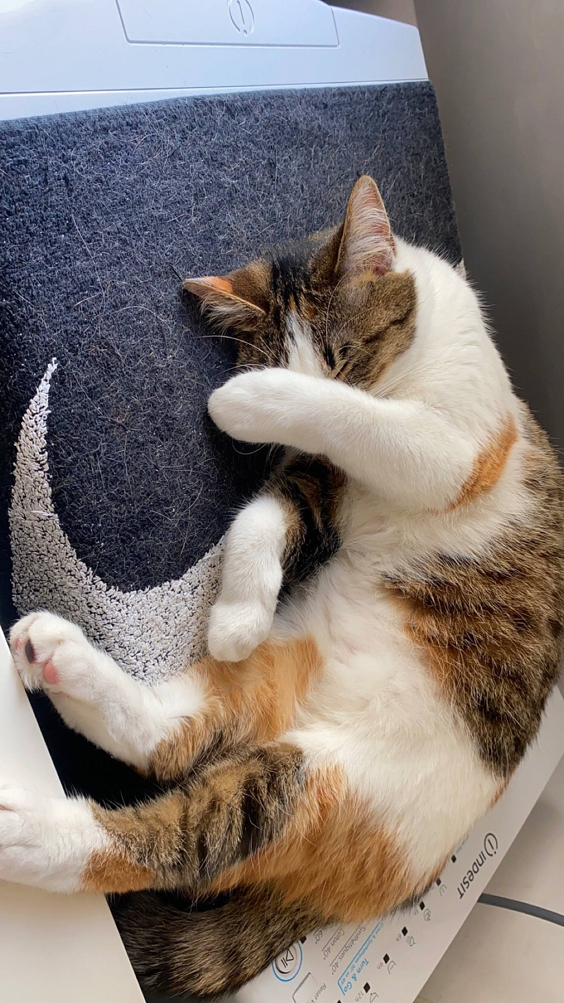 Tykka participe au concours pour gagner de l'argent avec cette photo : carnivore, cat, claw, comfort, domestic_short_haired_cat, fawn, felidae, foot, fur, mammal, nap, paw, small_to_medium_sized_cats, snout, tail, vertebrate, whiskers