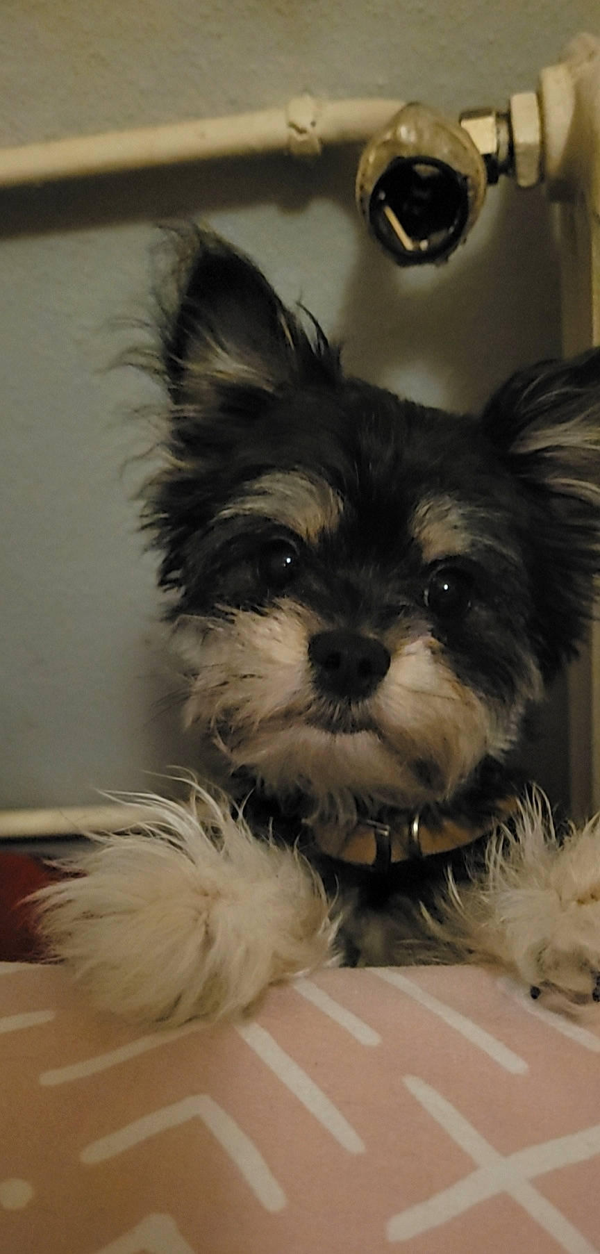 Yummi a rejoint le concours — aidez-le/la à gagner de superbes lots ! canidae, carnivore, companion_dog, dog, dog_breed, dog_supply, ear, fawn, fictional_character, fur, liver, non_sporting_group, pet_supply, small_terrier, snout, sporting_group, terrestrial_animal, toy_dog, whiskers, working_animal