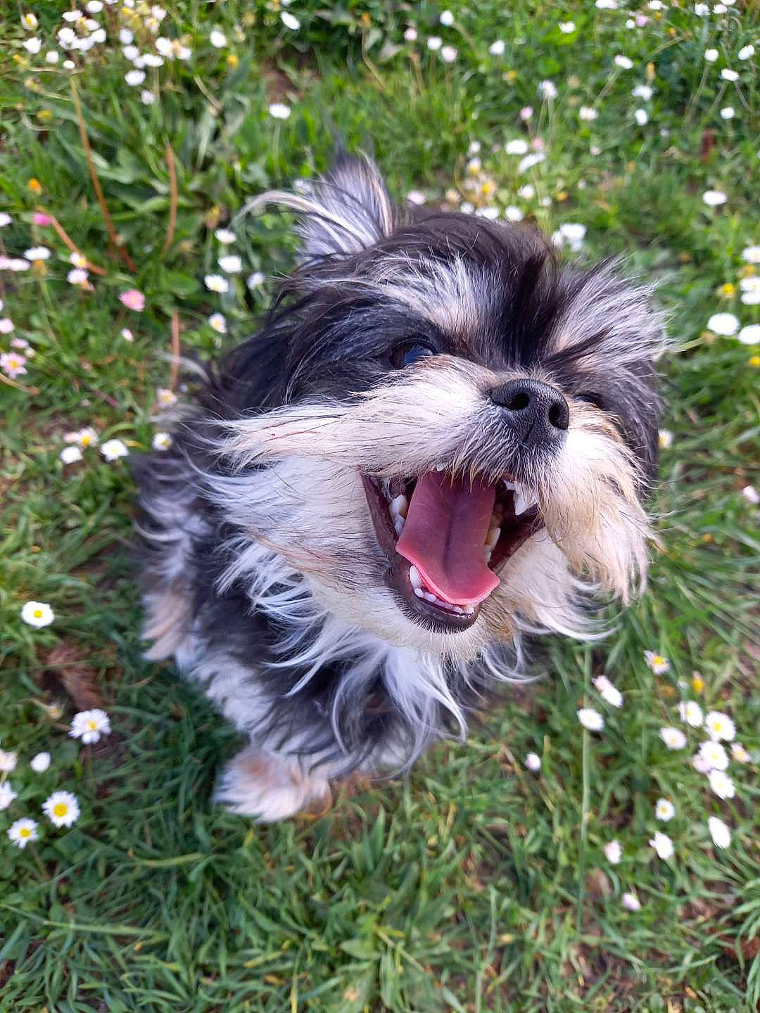 Yummi a rejoint le concours — aidez-le/la à gagner de superbes lots ! biewer_terrier, canidae, carnivore, companion_dog, dog, dog_breed, dog_supply, fang, flower, grass, liver, plant, recipe, snout, sporting_group, toy_dog, water_dog, whiskers, working_animal, yawn