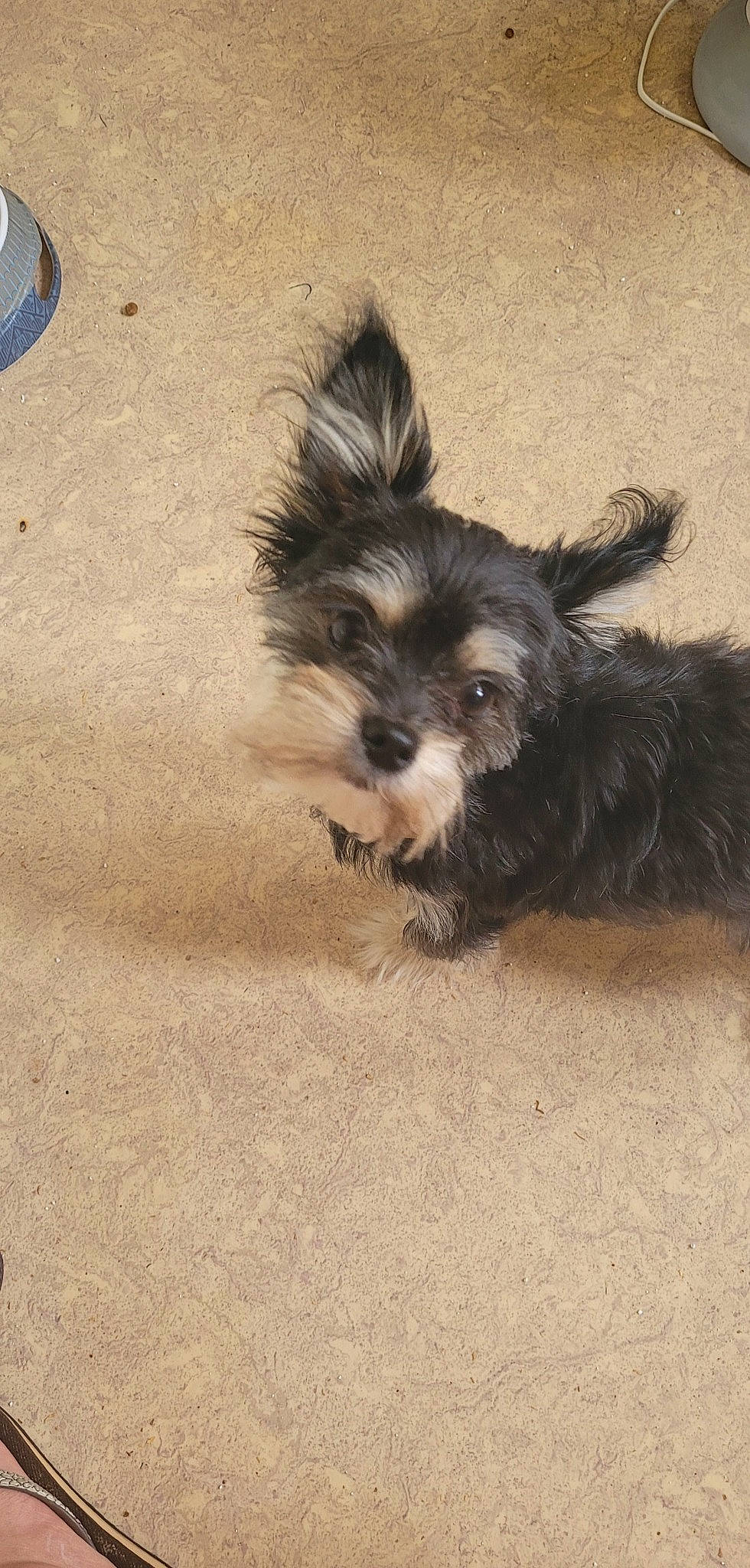 Yummi a rejoint le concours — aidez-le/la à gagner de superbes lots ! biewer_terrier, canidae, carnivore, companion_dog, dog, dog_breed, dog_supply, fur, liver, small_terrier, snout, soil, sporting_group, tail, terrier, toy_dog, working_animal, yorkipoo