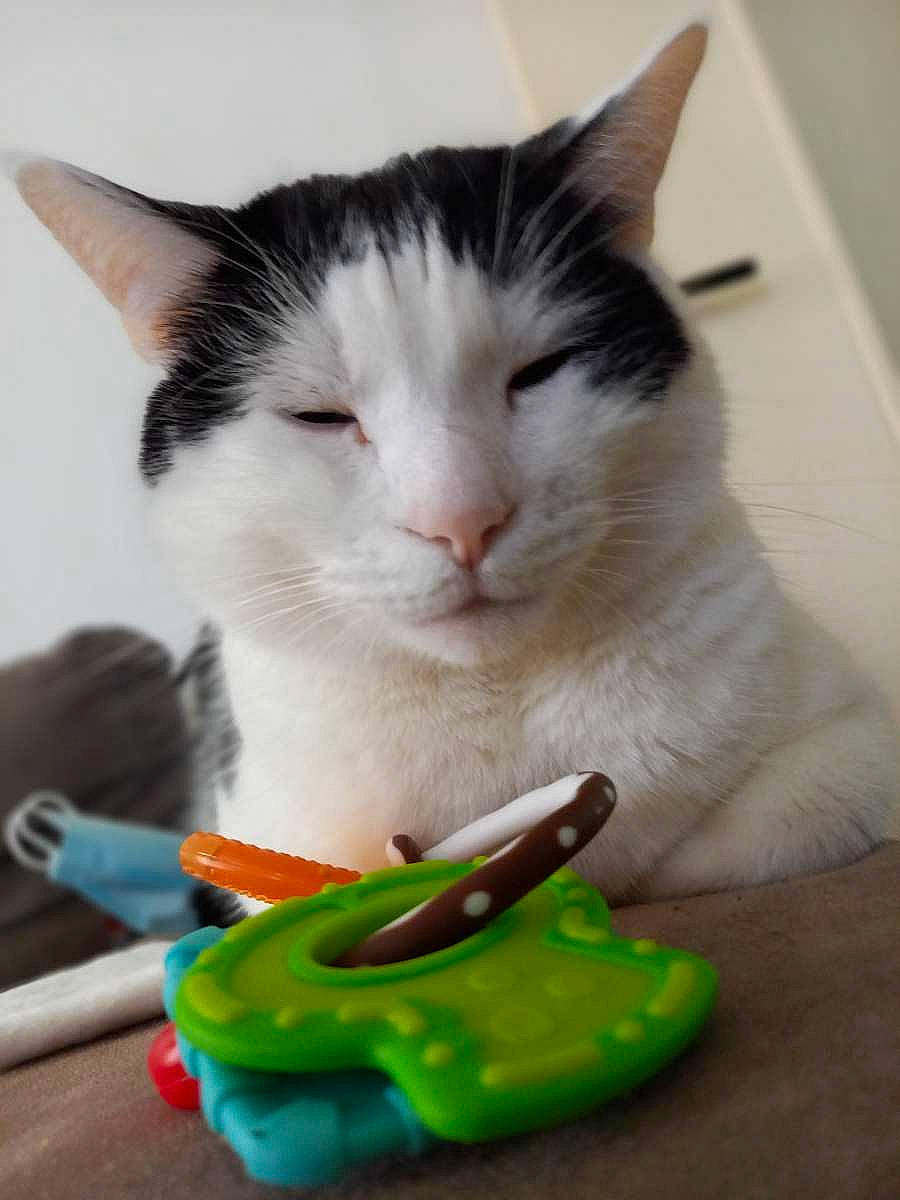 Speedy a rejoint le concours — aidez-le/la à gagner de superbes lots ! box, carnivore, cat, chili_pepper, domestic_short_haired_cat, felidae, fur, nightshade_family, paw, pet_supply, small_to_medium_sized_cats, sweetness, tail, whiskers, wood