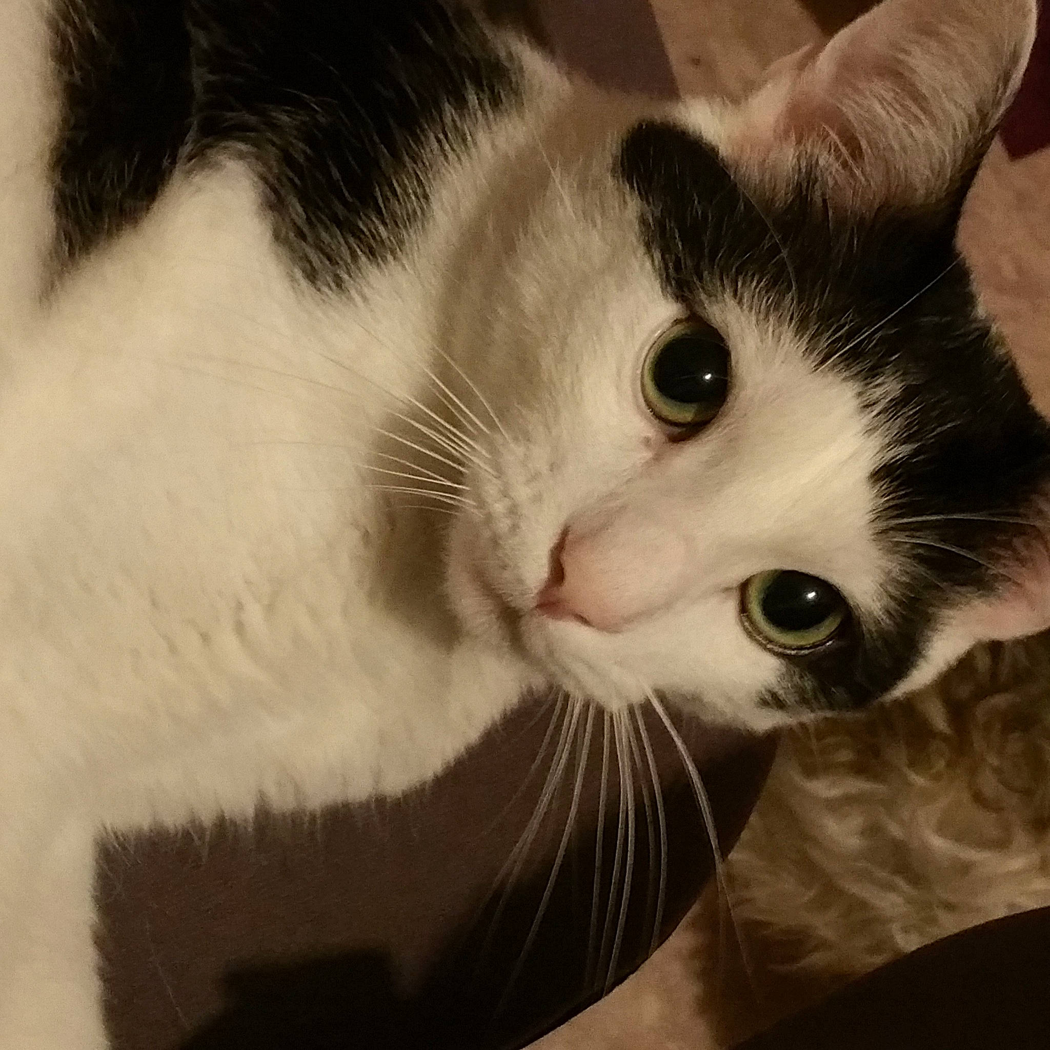 Speedy a rejoint le concours — aidez-le/la à gagner de superbes lots ! carnivore, cat, comfort, domestic_short_haired_cat, ear, felidae, fur, monochrome, monochrome_photography, small_to_medium_sized_cats, snout, whiskers