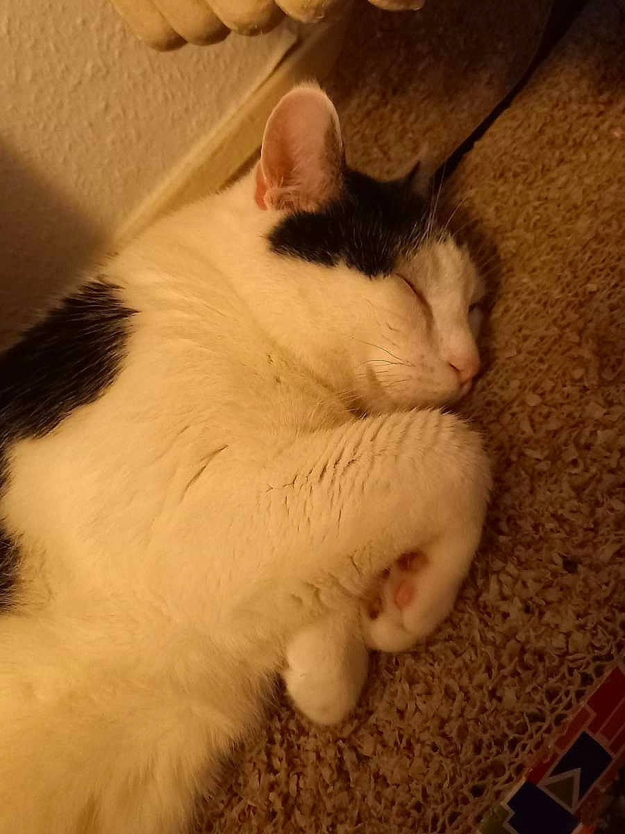 Speedy participe au concours pour gagner de l'argent avec cette photo : carnivore, cat, claw, cloud, comfort, domestic_short_haired_cat, fawn, felidae, flooring, foot, fur, leg, nap, paw, photo_caption, sky, small_to_medium_sized_cats, snout, tail, whiskers